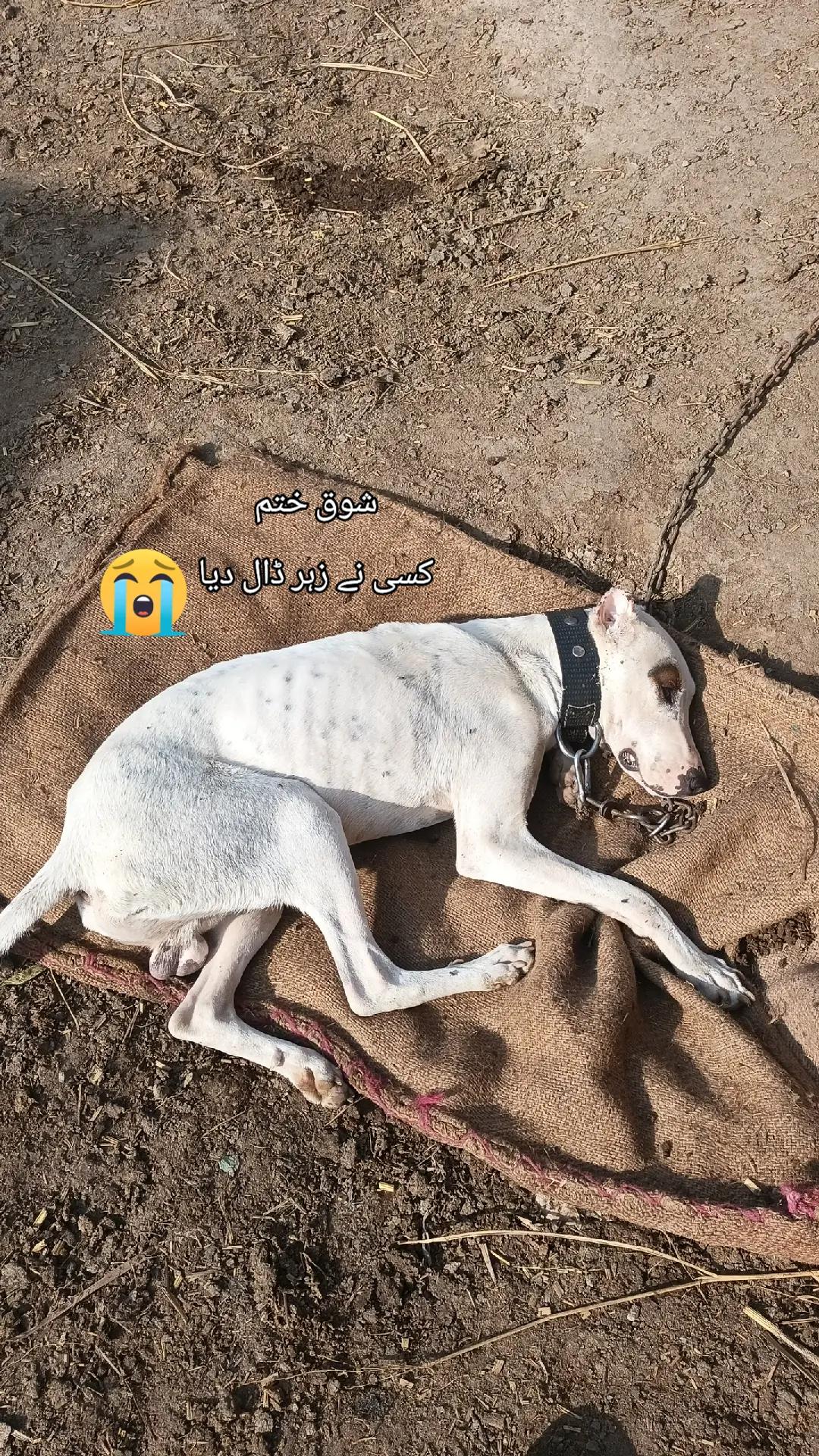 @☛گجـــــ𝙖گ𝘽𝙖ـــــر☚