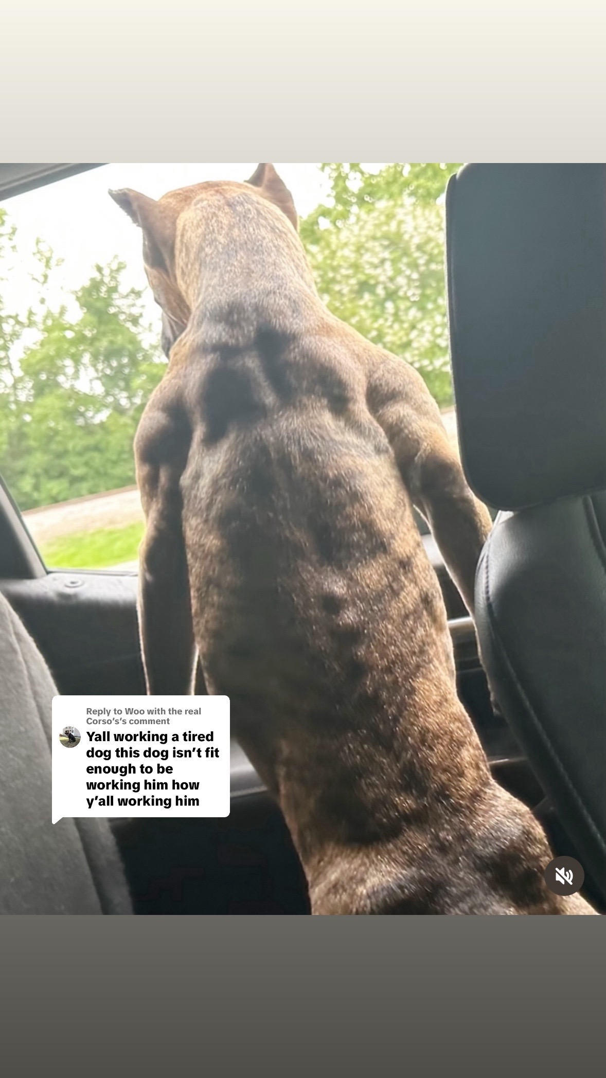 @KVNG KENNELS