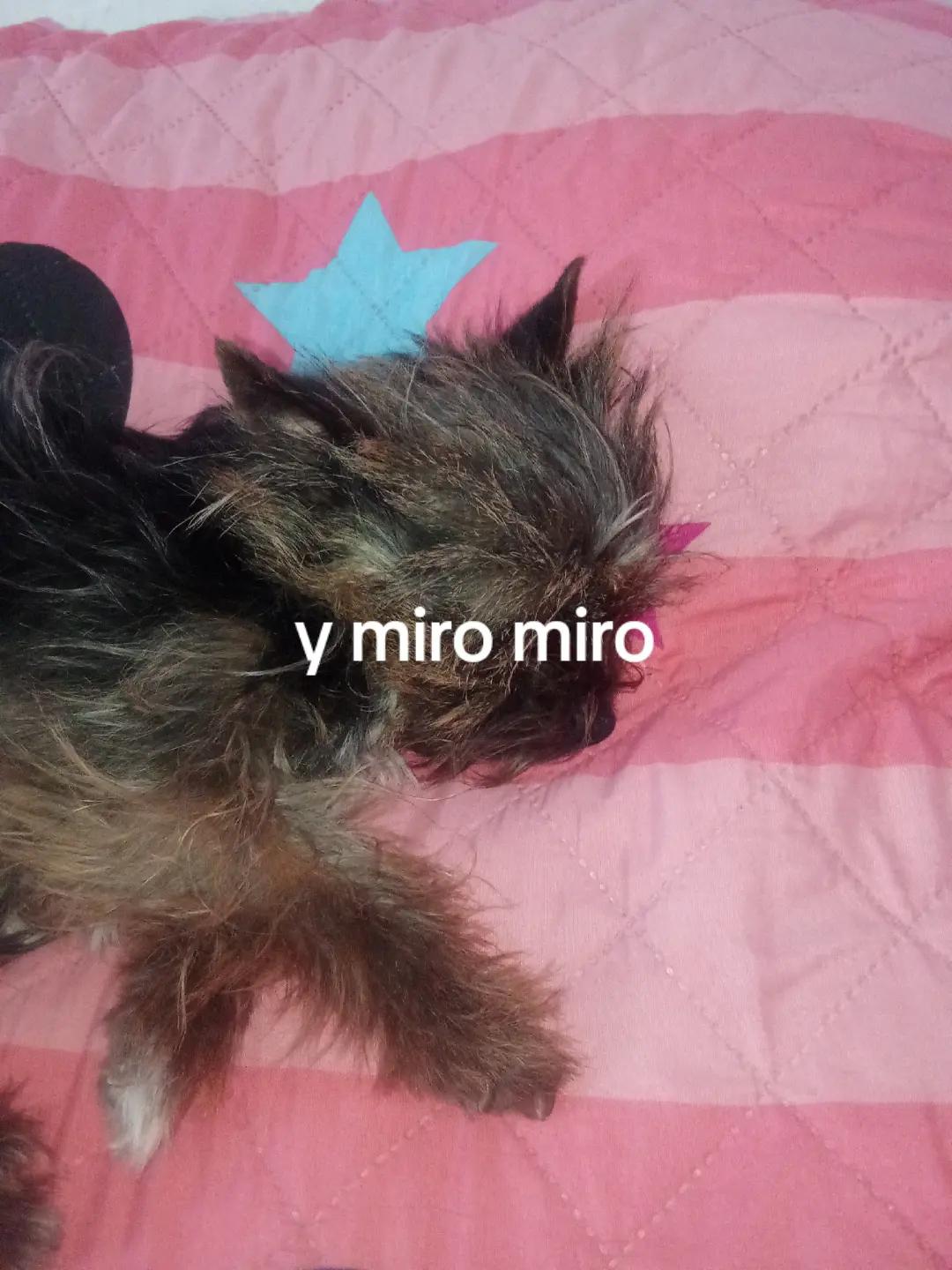@𝓽𝓸𝓶𝓪𝓽𝓲𝓽𝓸