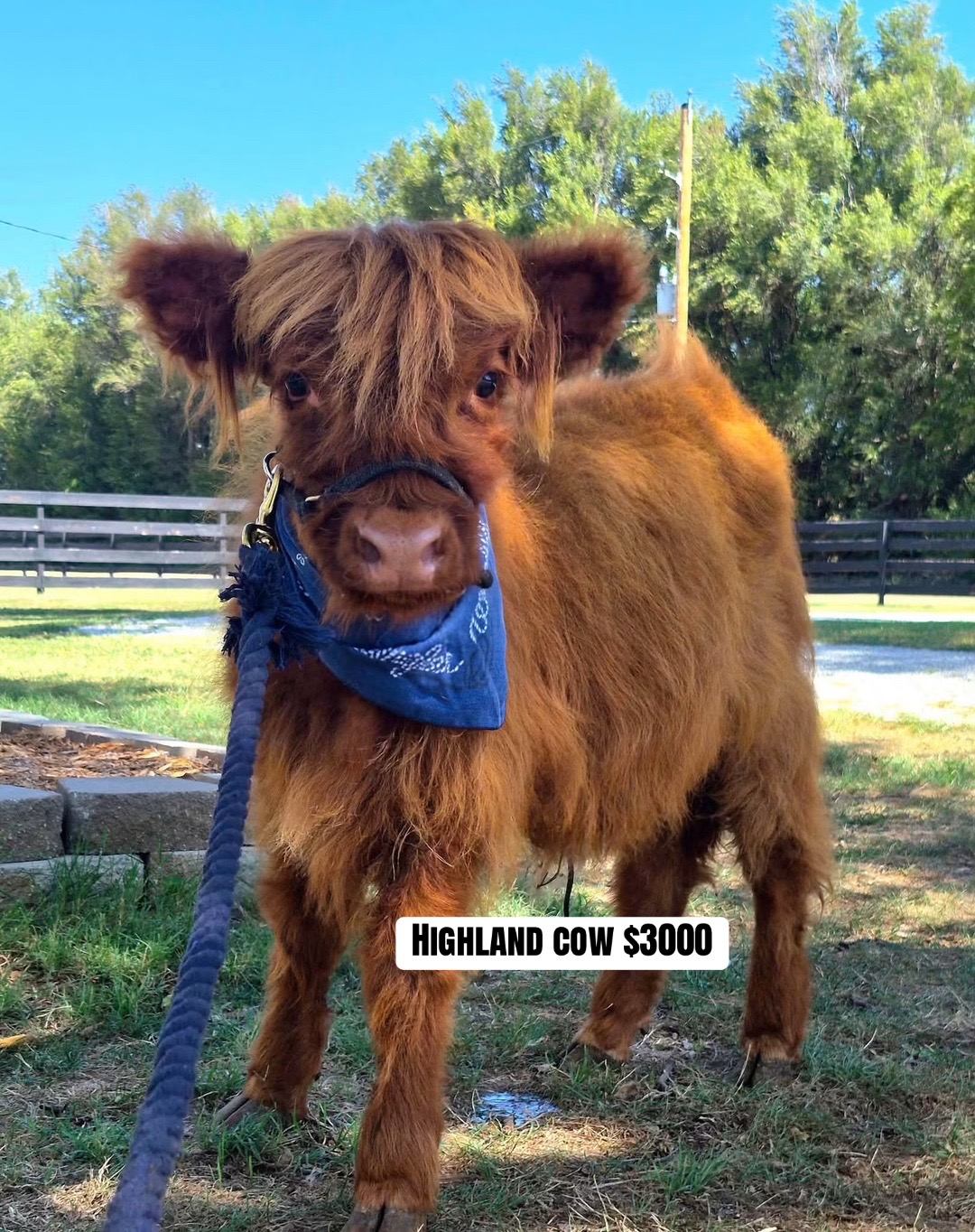 @landycows3