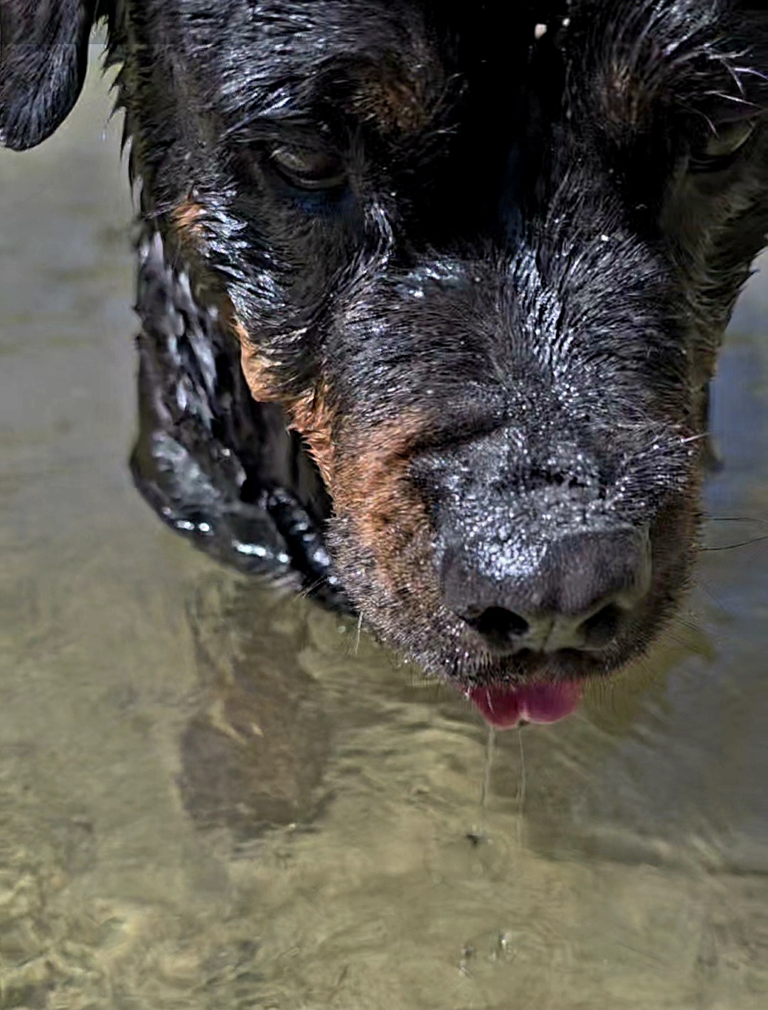 @❤️KyRa❤️RoTTie