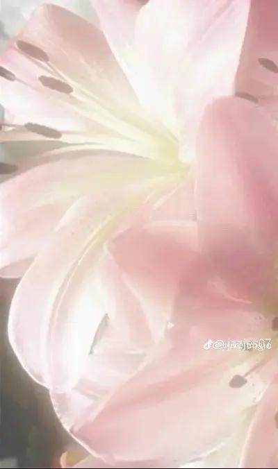 @๐งโ๐ฏ๐๐๐๐๐๐ :>