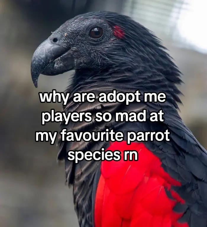 @birbwirb