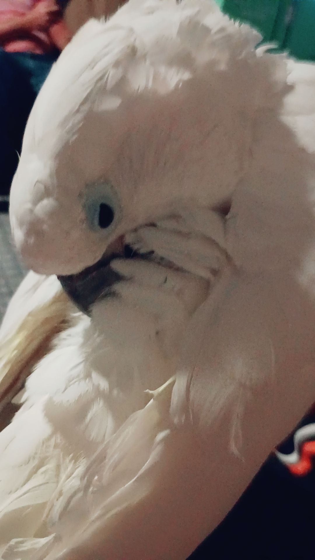 @Suzy the Cockatoo