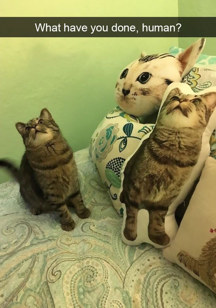 @🐾🐈🖤🤍🧡