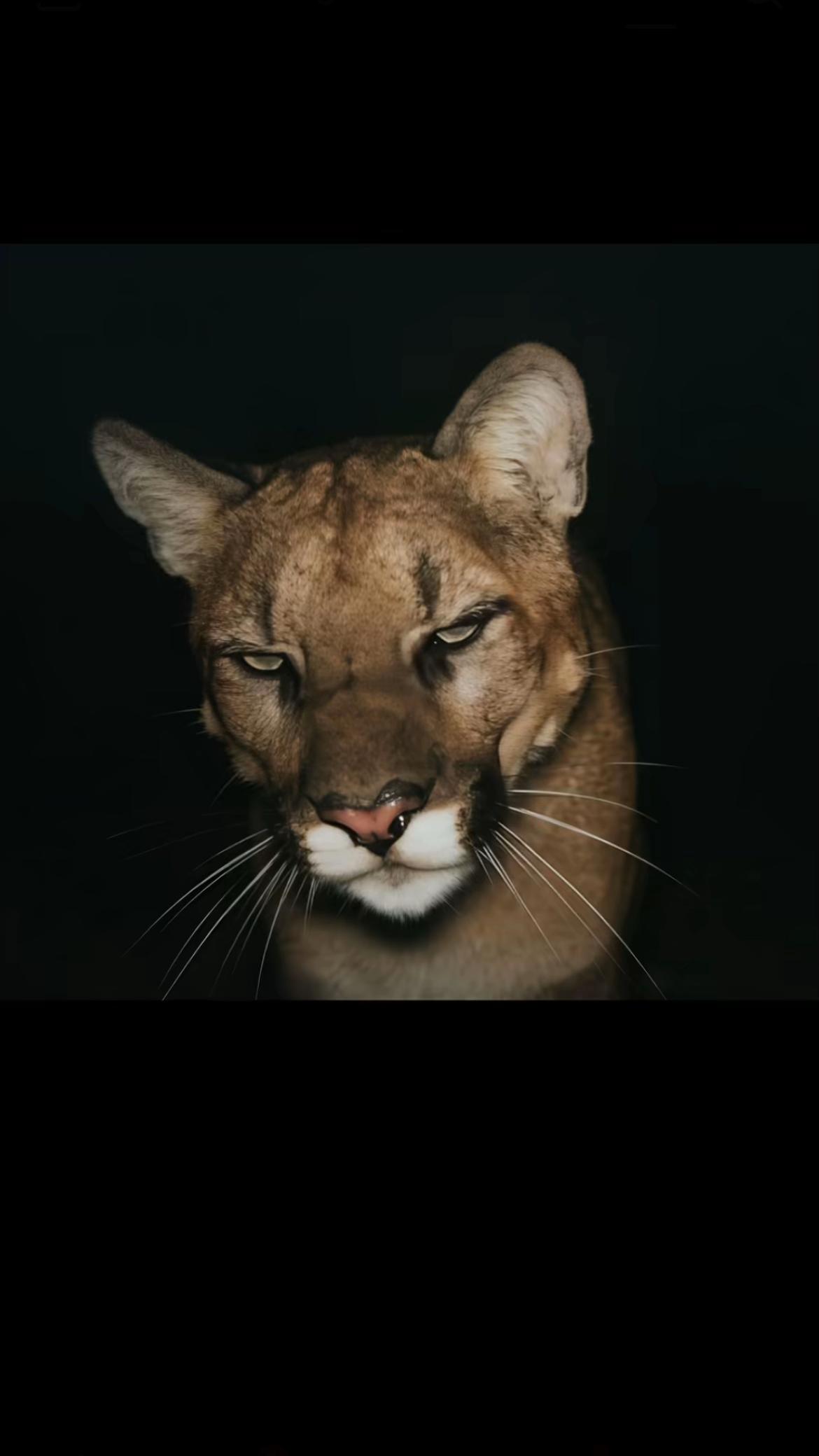 @Mire🐆