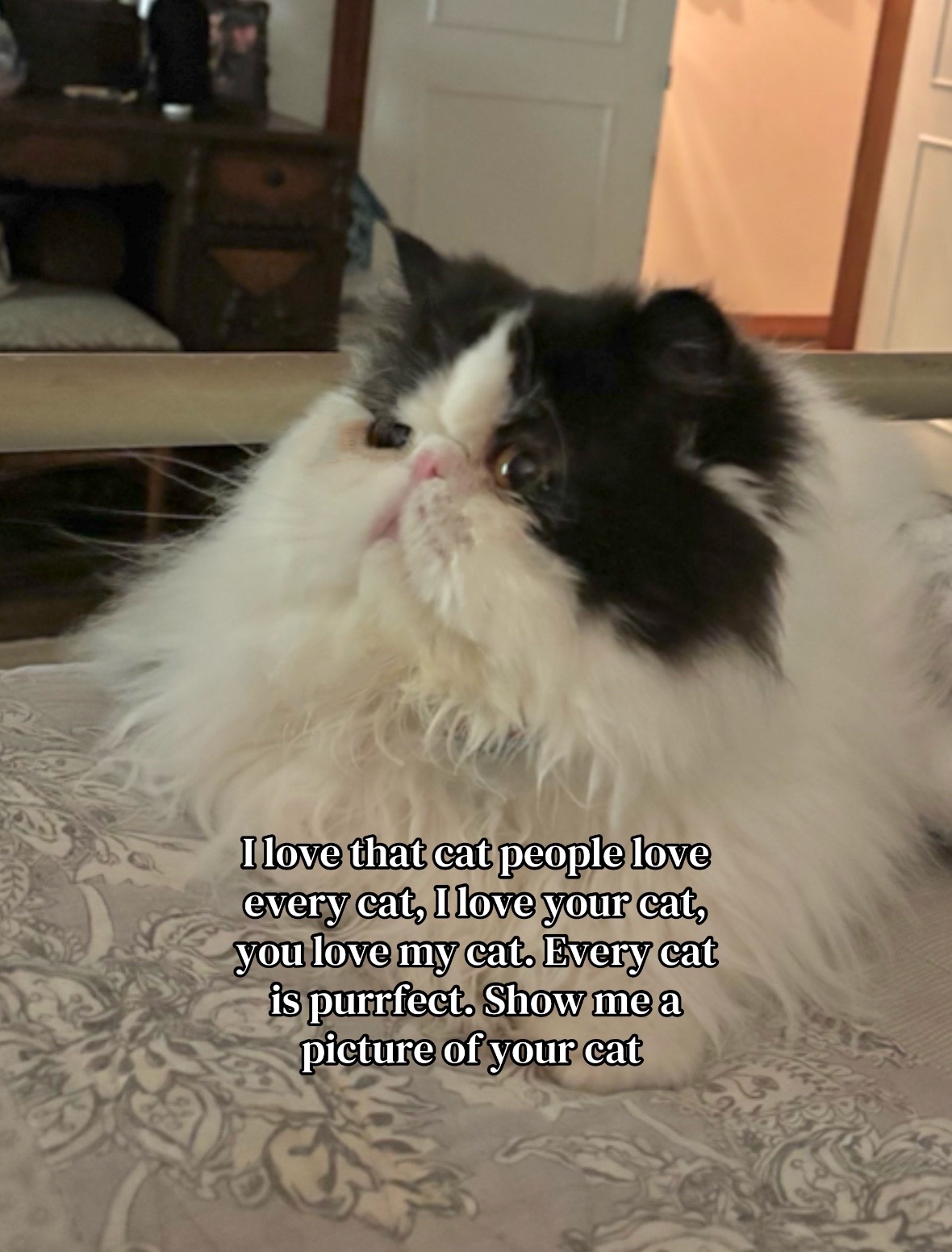 @𓃠Melissa’s𝟙𝟘LilFluffs𓃠