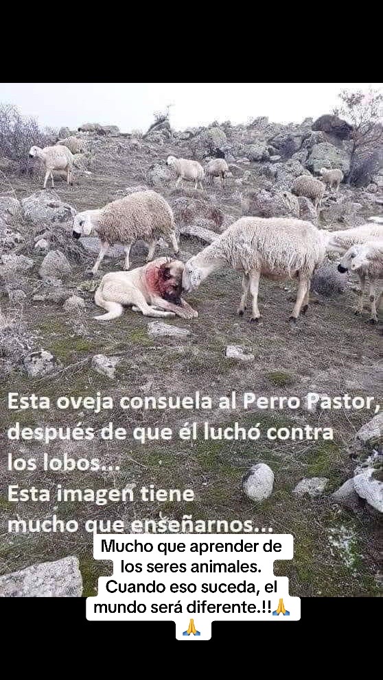 @Patricia Briceño