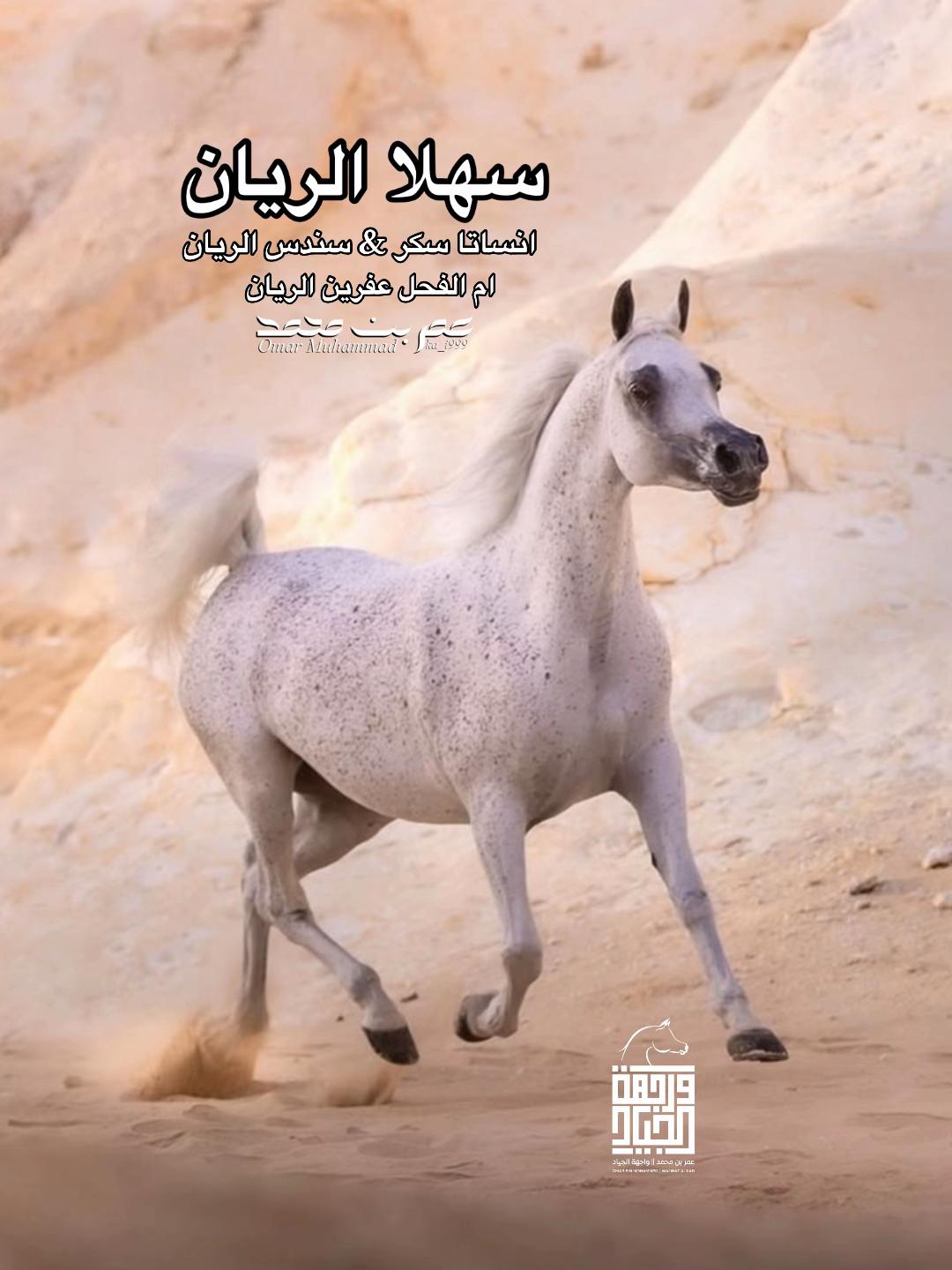 @عمر بن محمد | واجهة الجـياد🏅