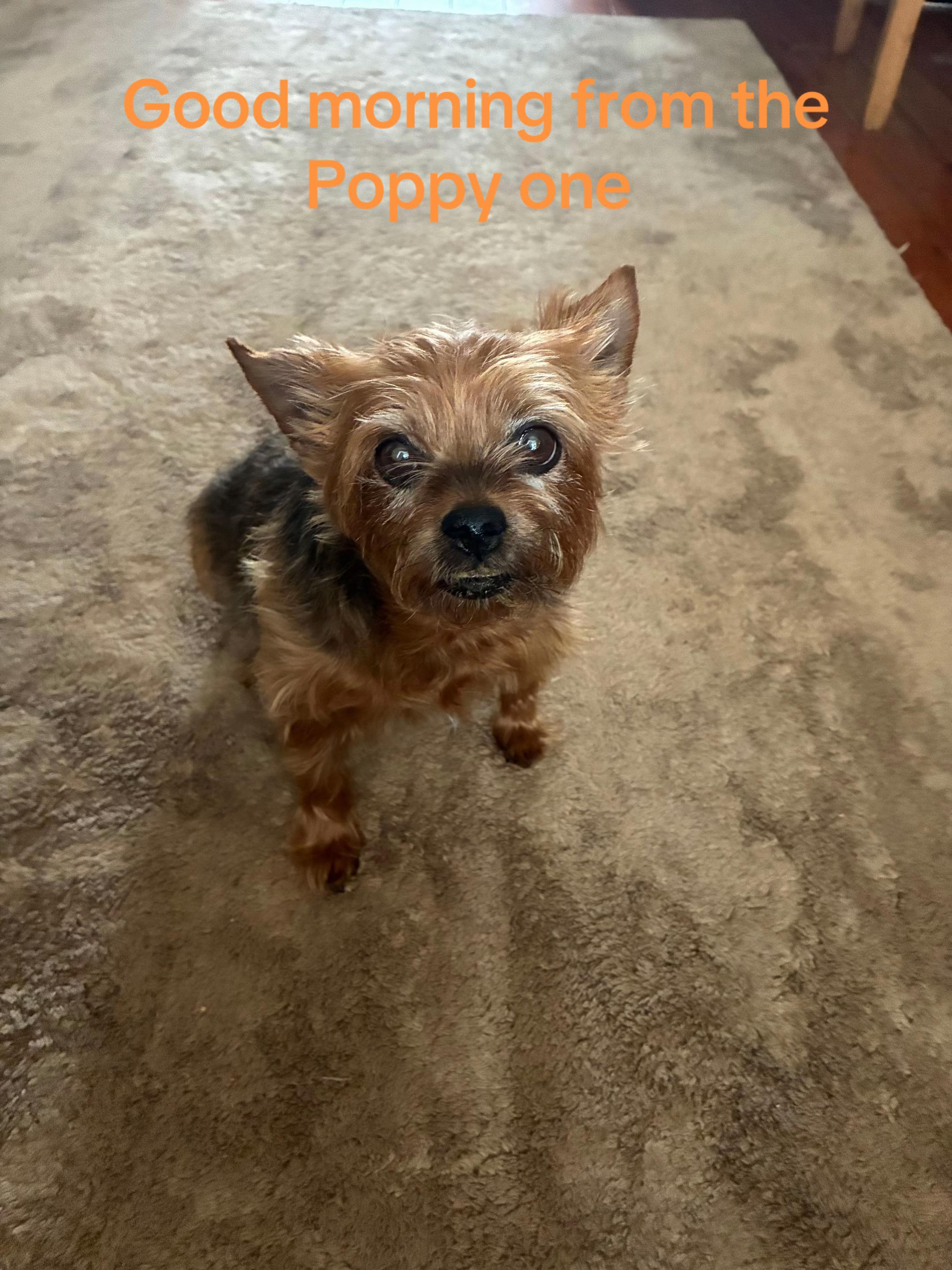 @The Poppy one 🐾🐾