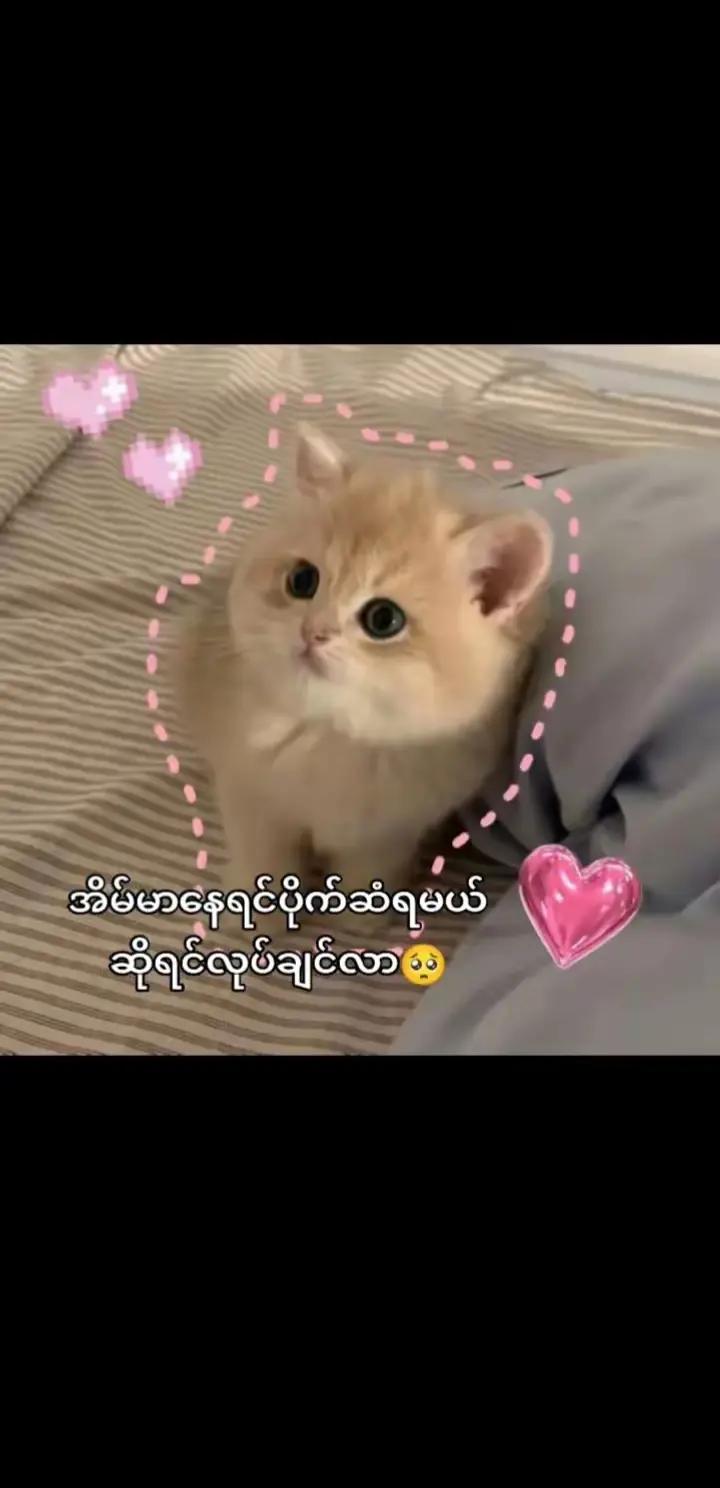 @အရမ်းချစ်ရတယ်ယောကျာ်ရှိပ့တယ်🤭