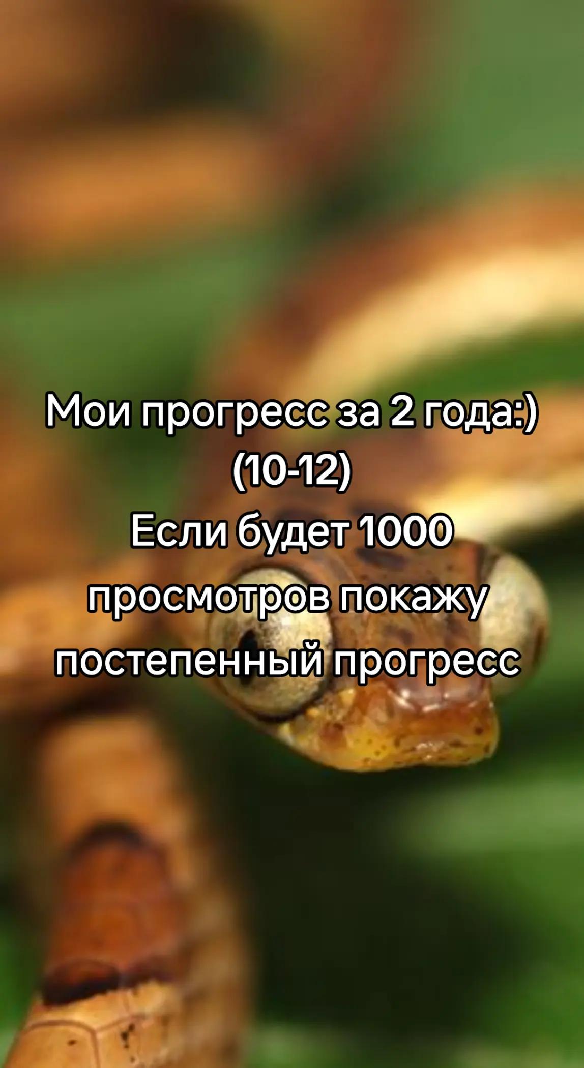 @Сирень˖