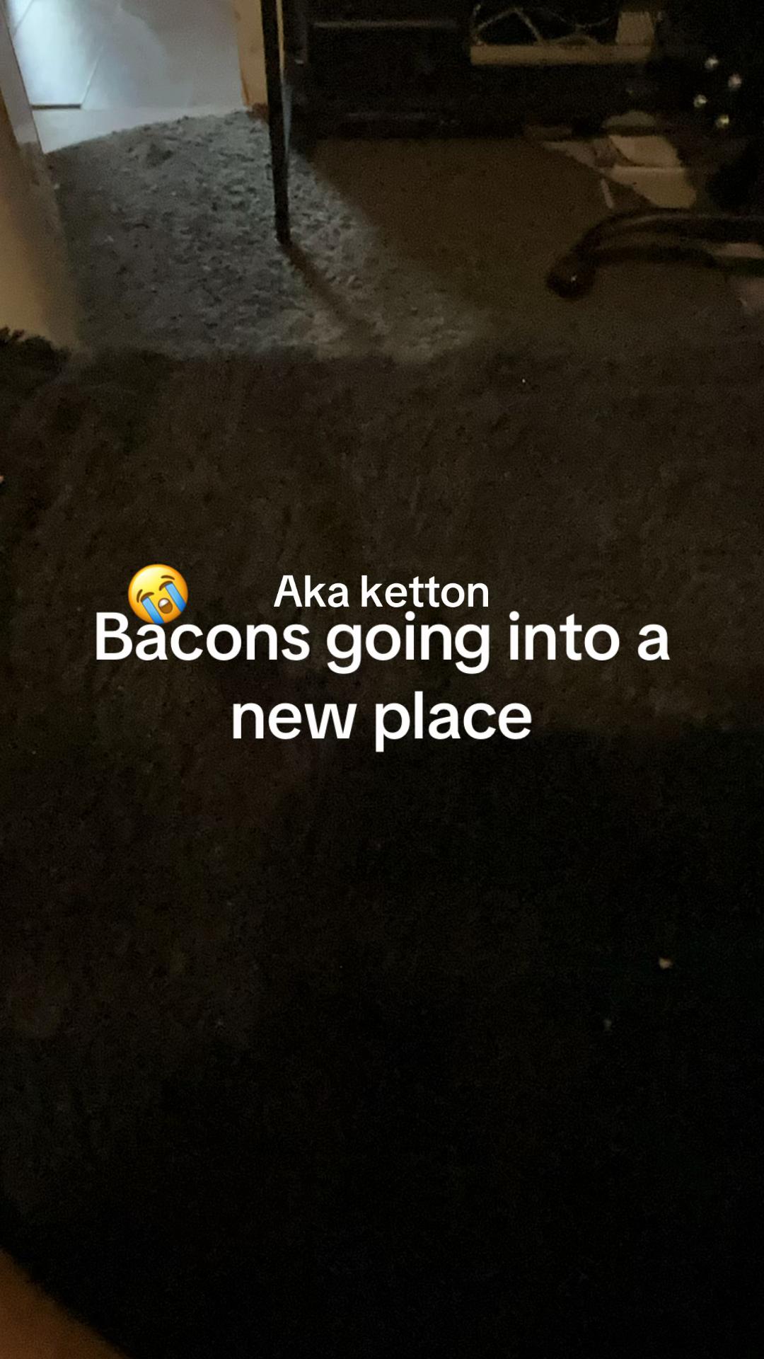 @Kittonoftheday😝