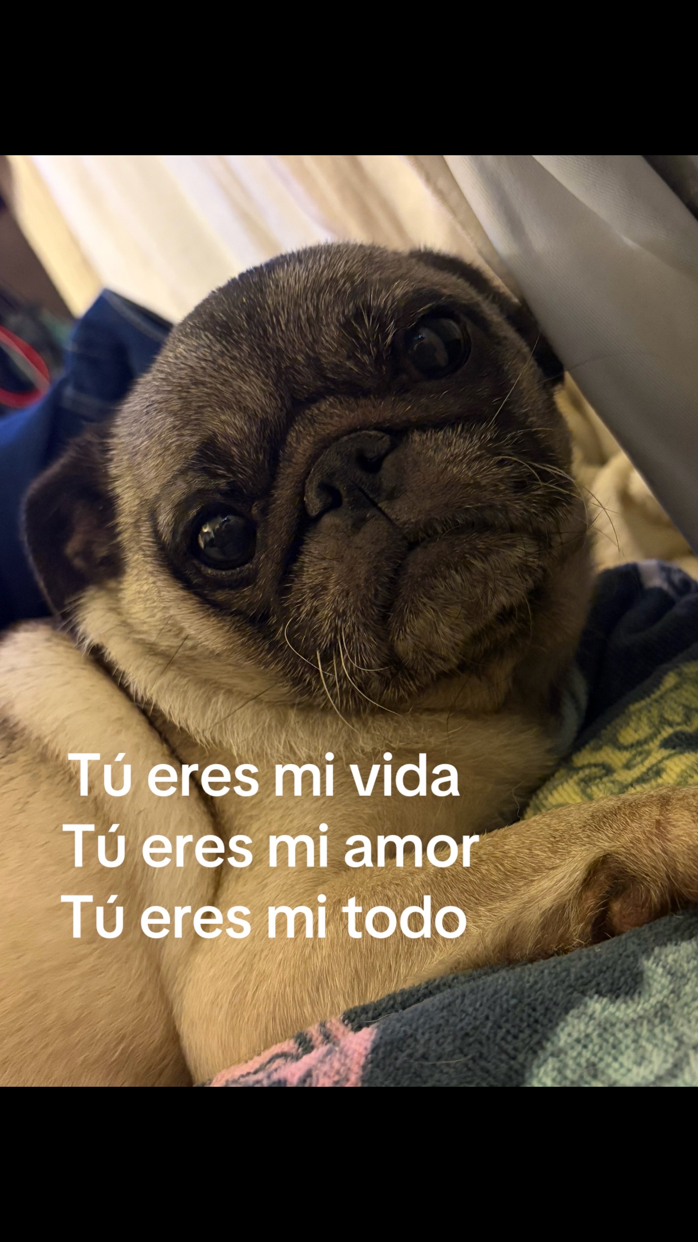 @icmiadiva
