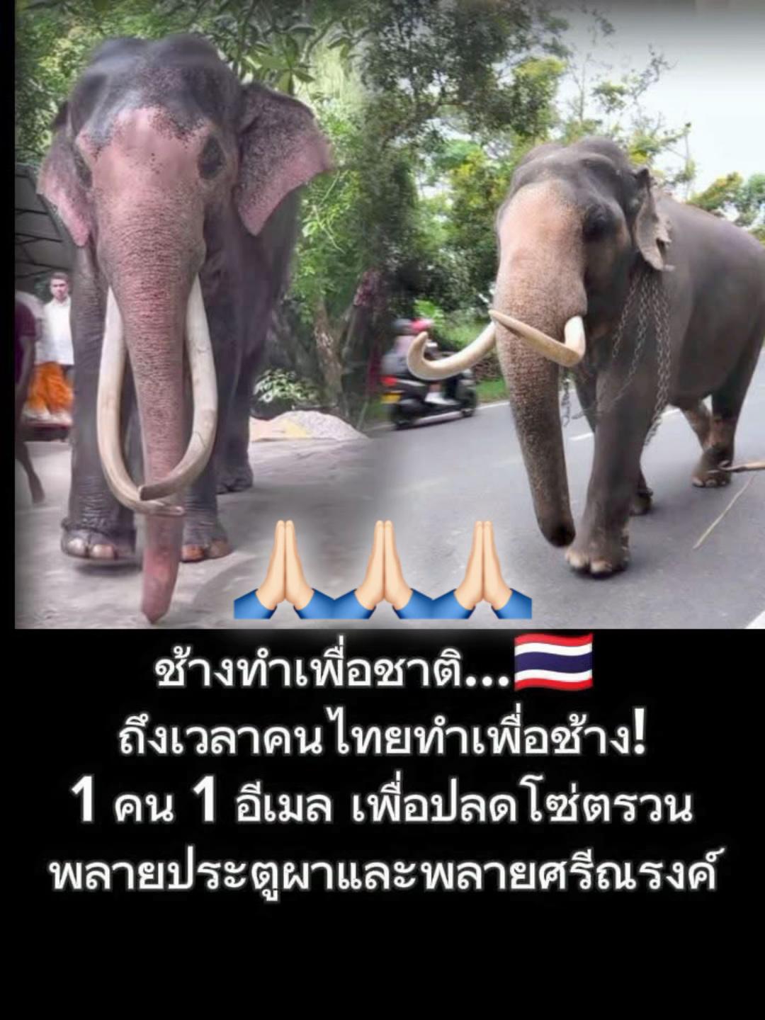 @Animal lover🫶💕