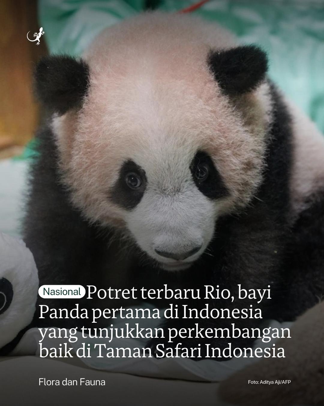 @mongabayindonesia