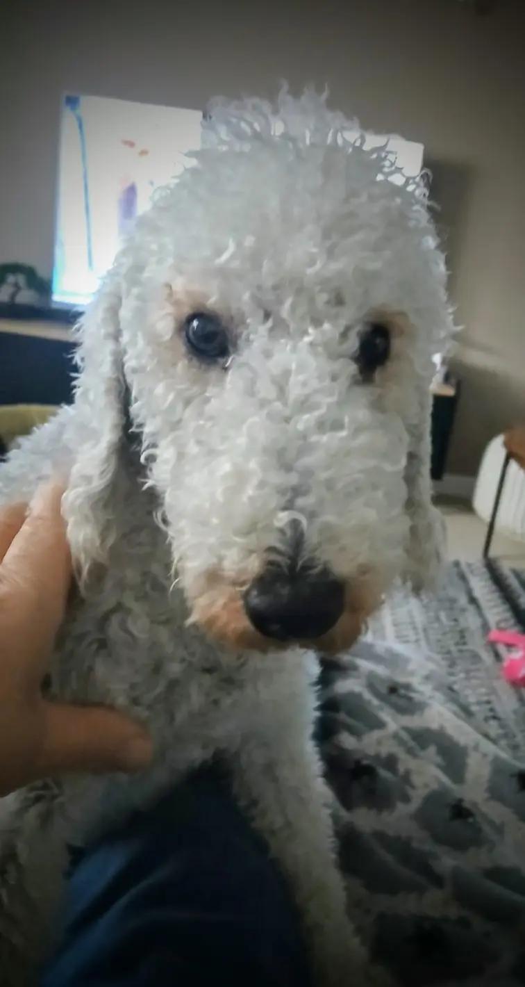 @Bella the beddy pup