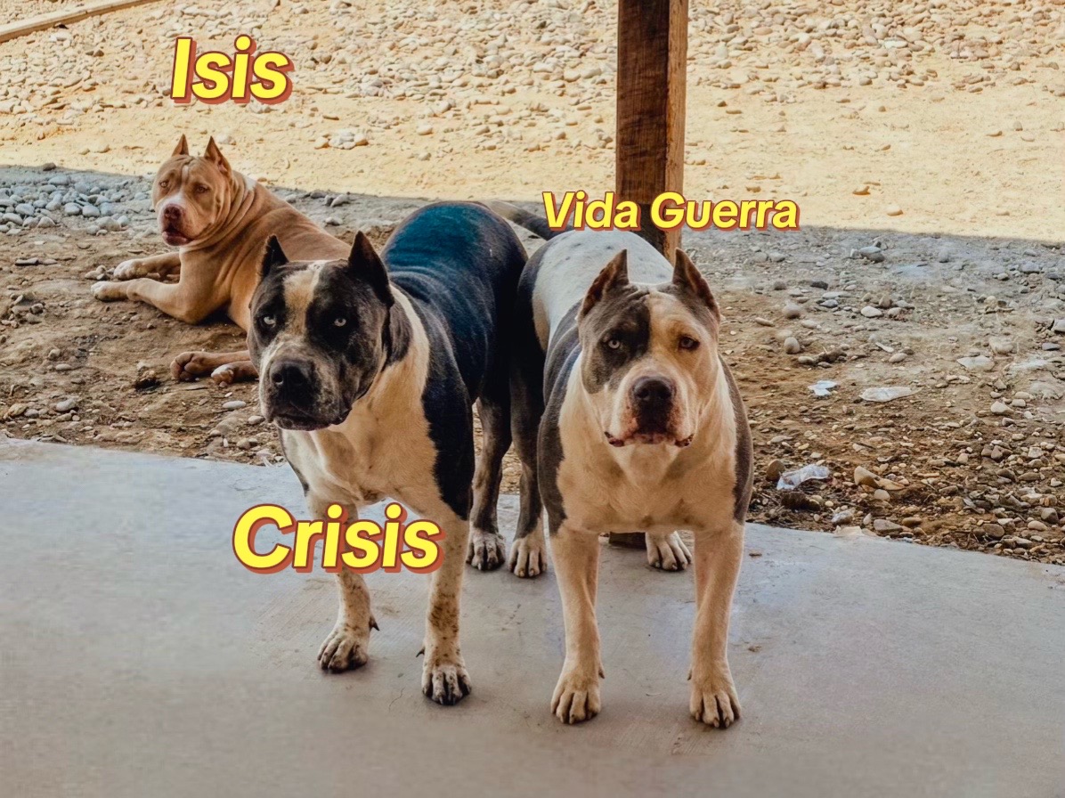 @Honorbound_Bullys