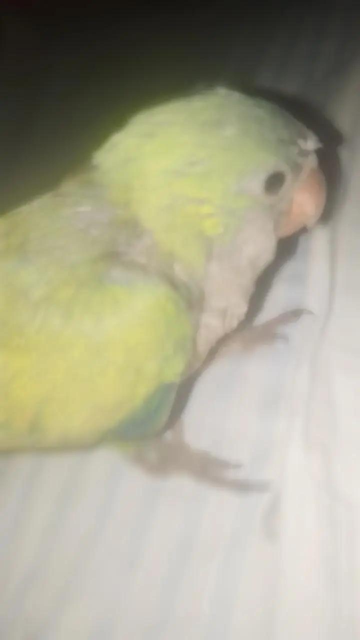@𝐒𝐂𝐙   𝐑𝐈𝐒𝐈𝐓𝐀𝐒