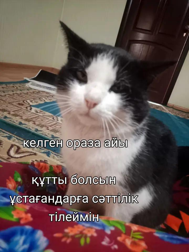 @Мукабай 🐈
