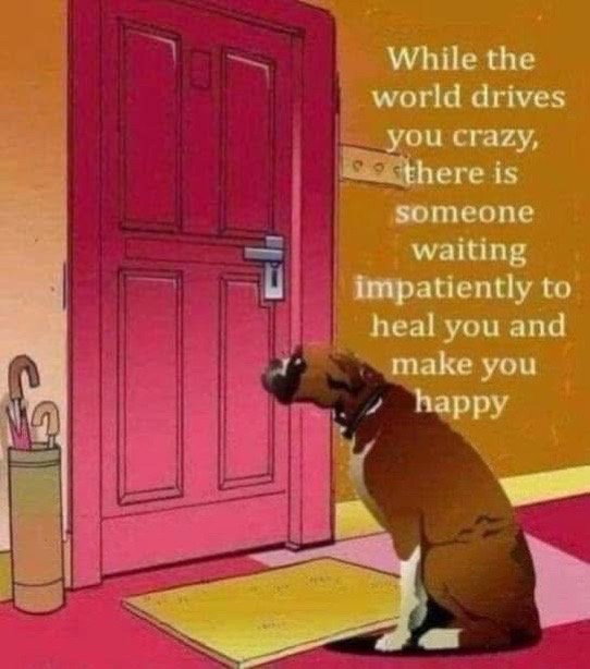 @Turnbull Dobermans