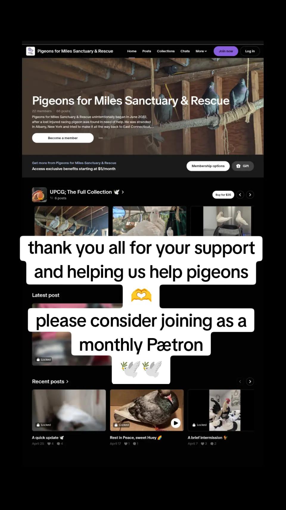 @Pigeons for Miles 🕊️