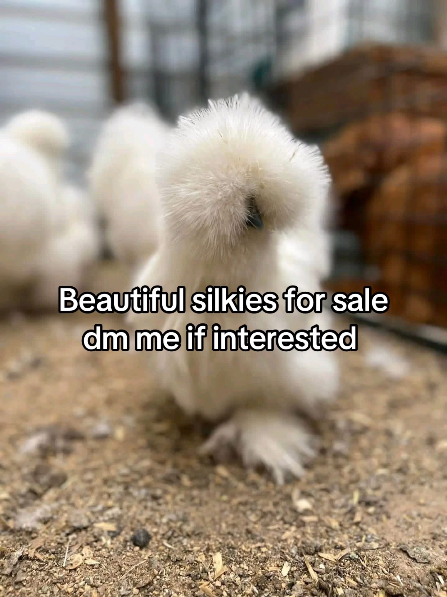 @Matthew’s Feathered Farm