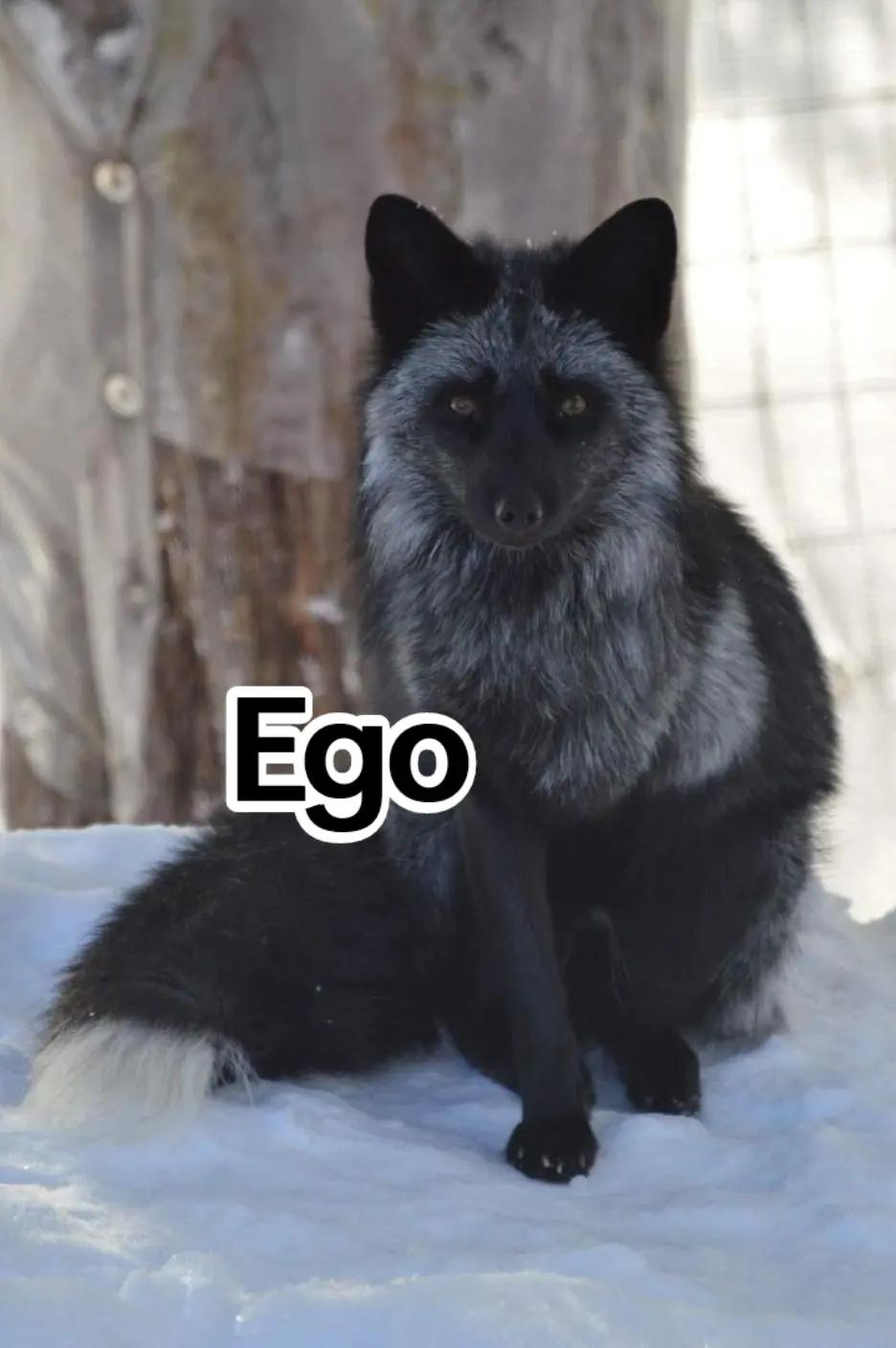 @ErismarKitsune 🦊🌑/🩵🩸