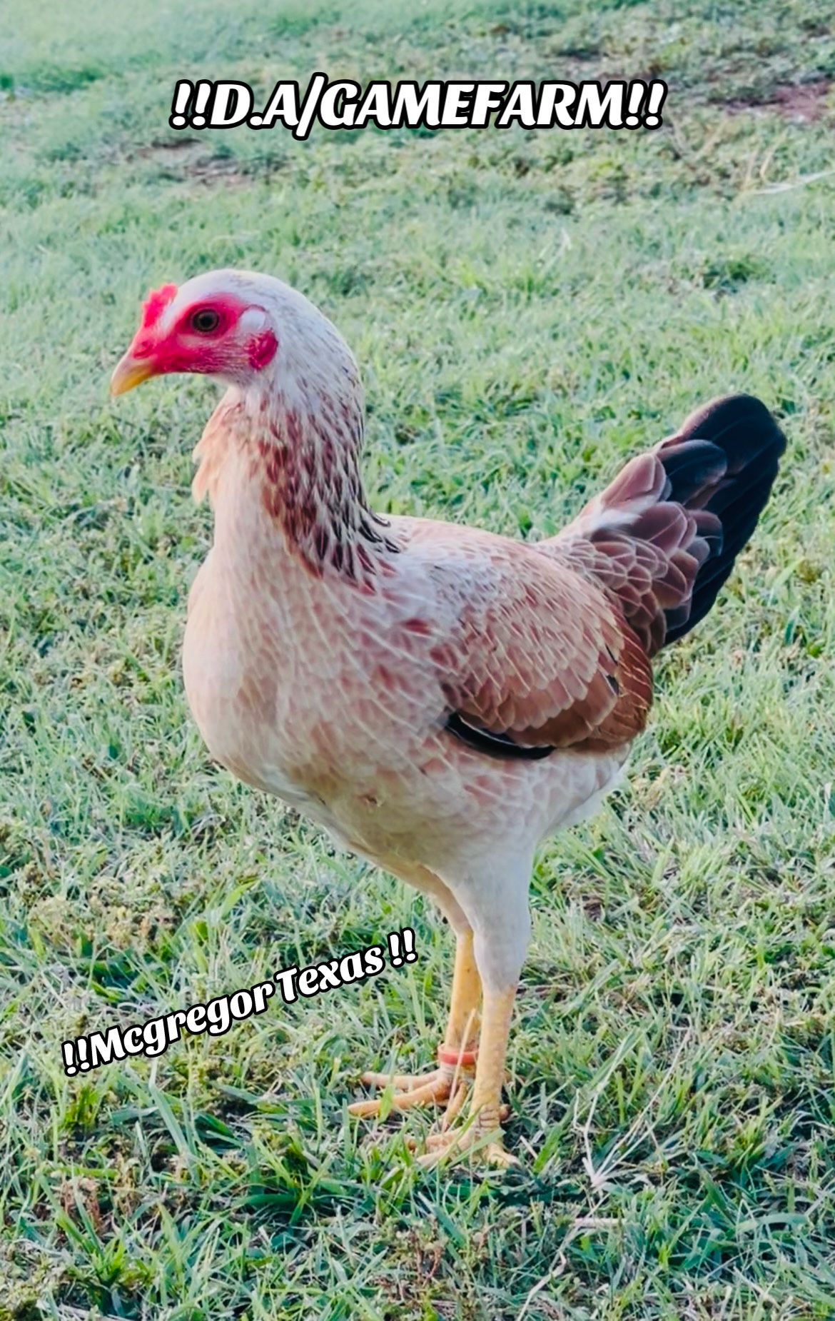 @DAgamefarm