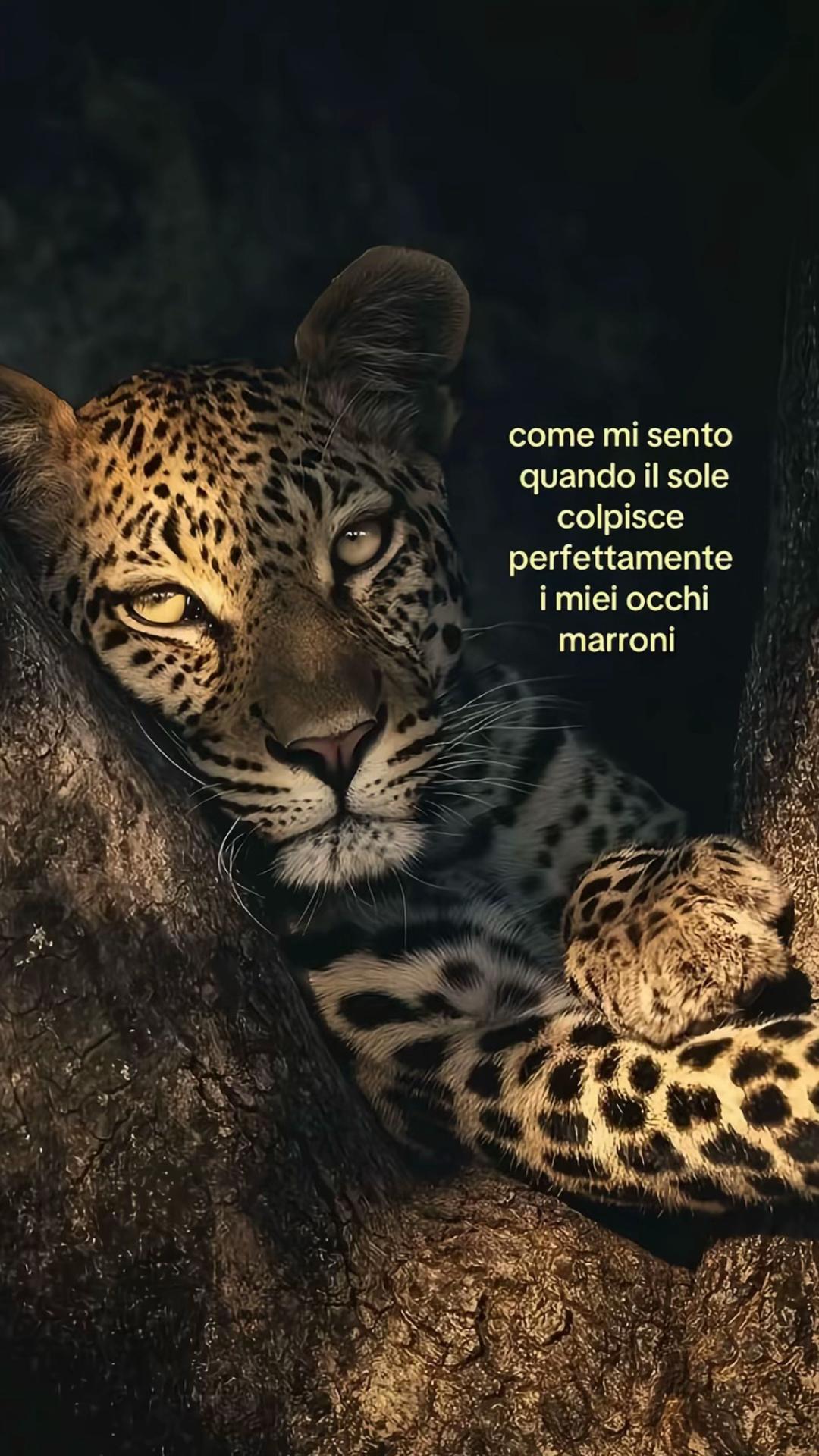 @diego