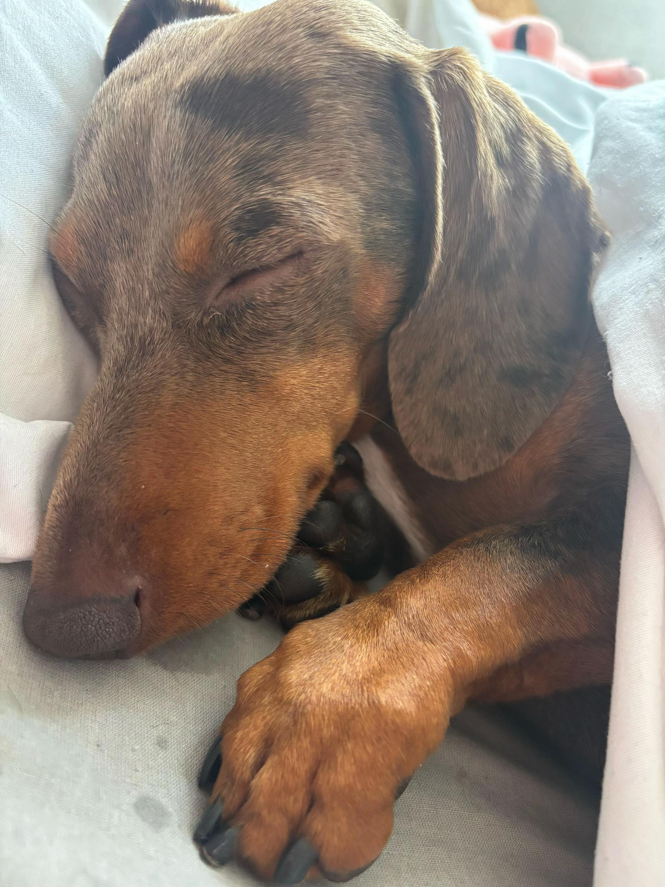 @marleythesausagedog