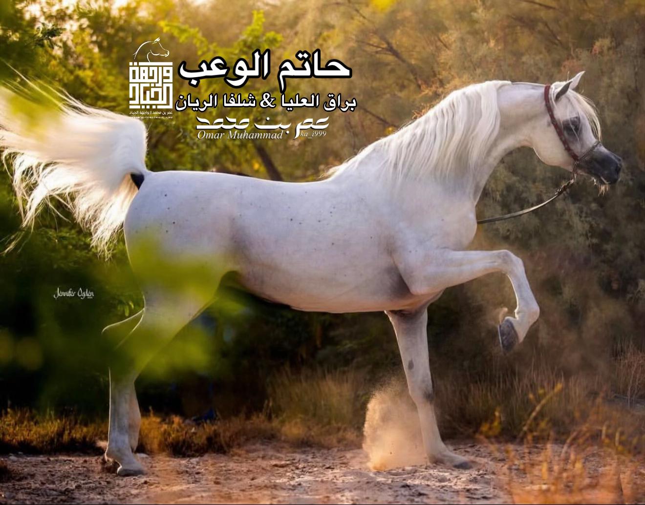 @عمر بن محمد | واجهة الجـياد🏅