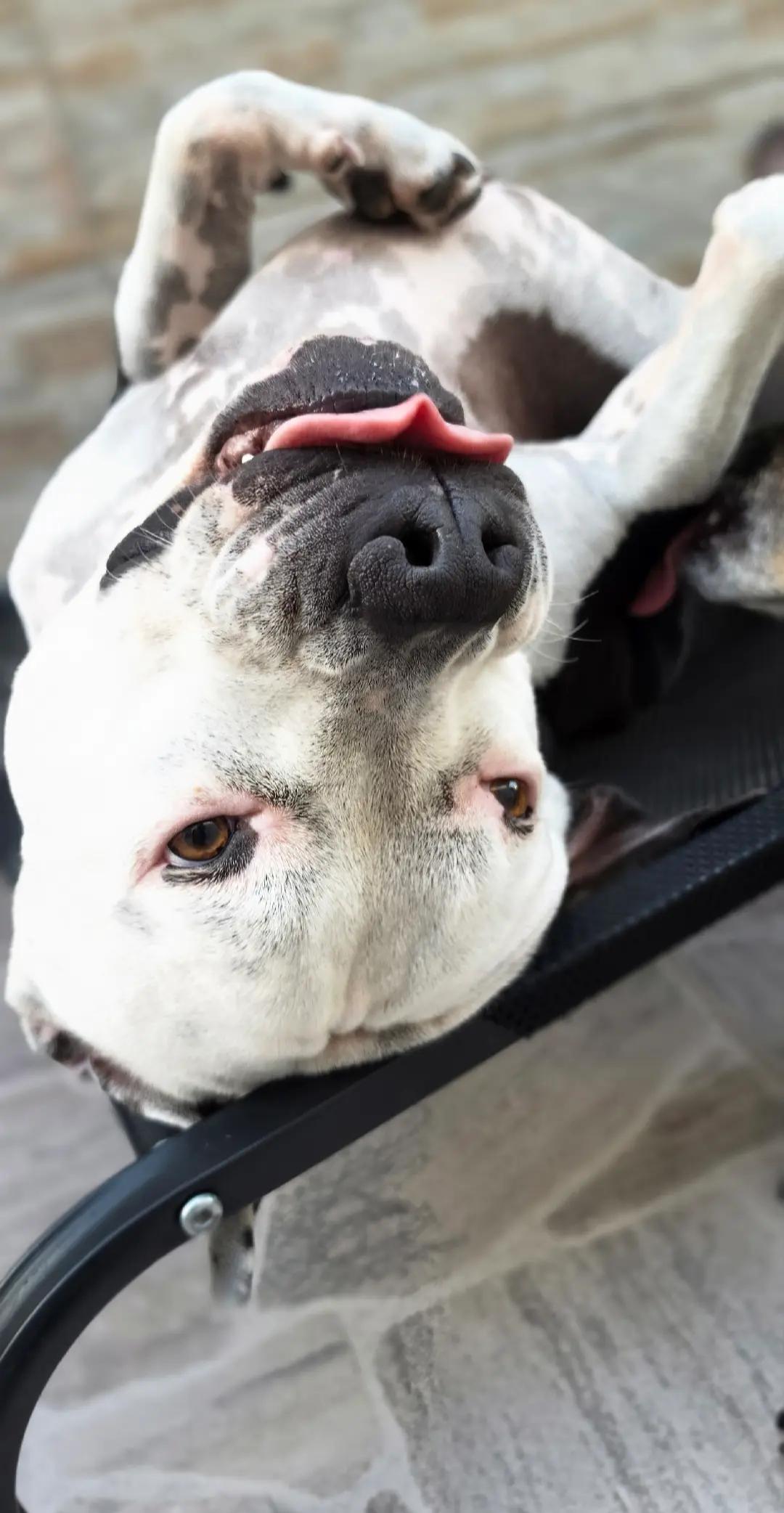 @Pittbull Brucegriebeler