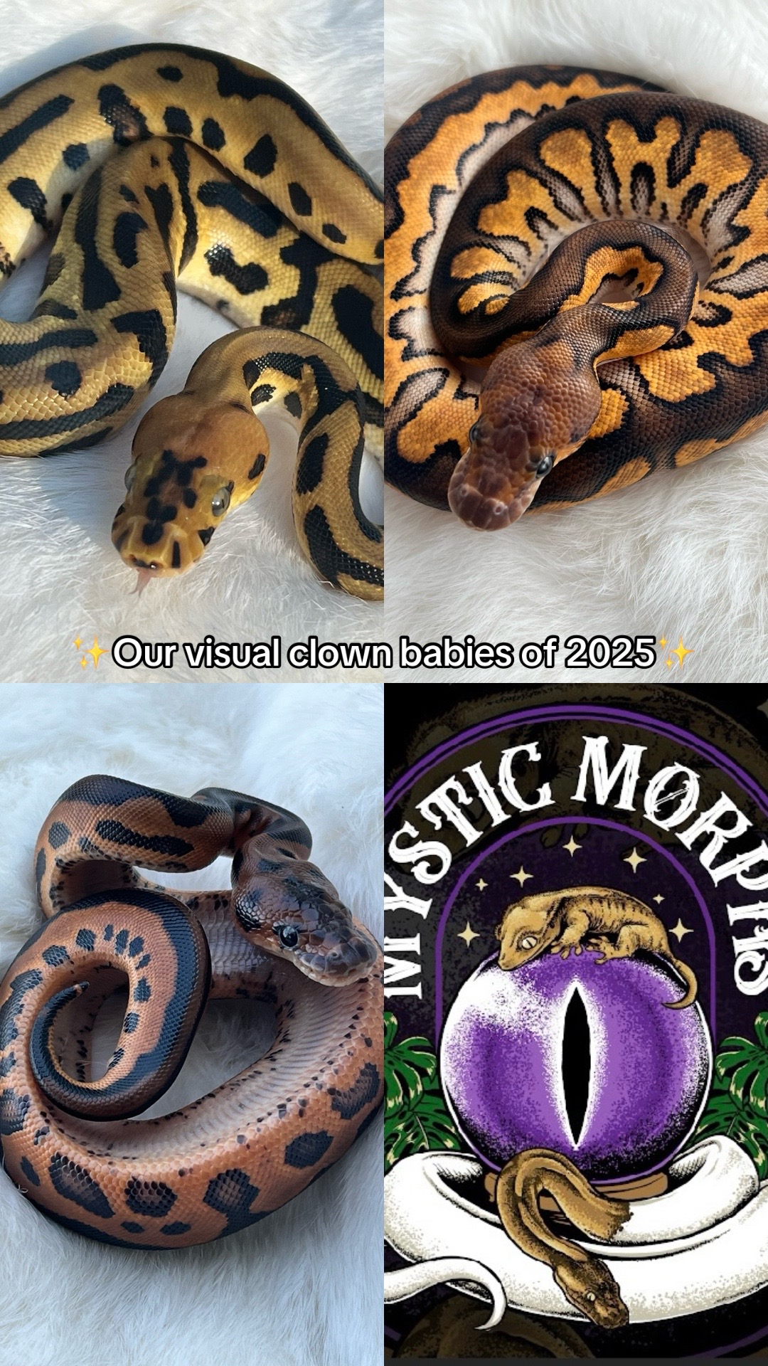 @Mystic.Morphs