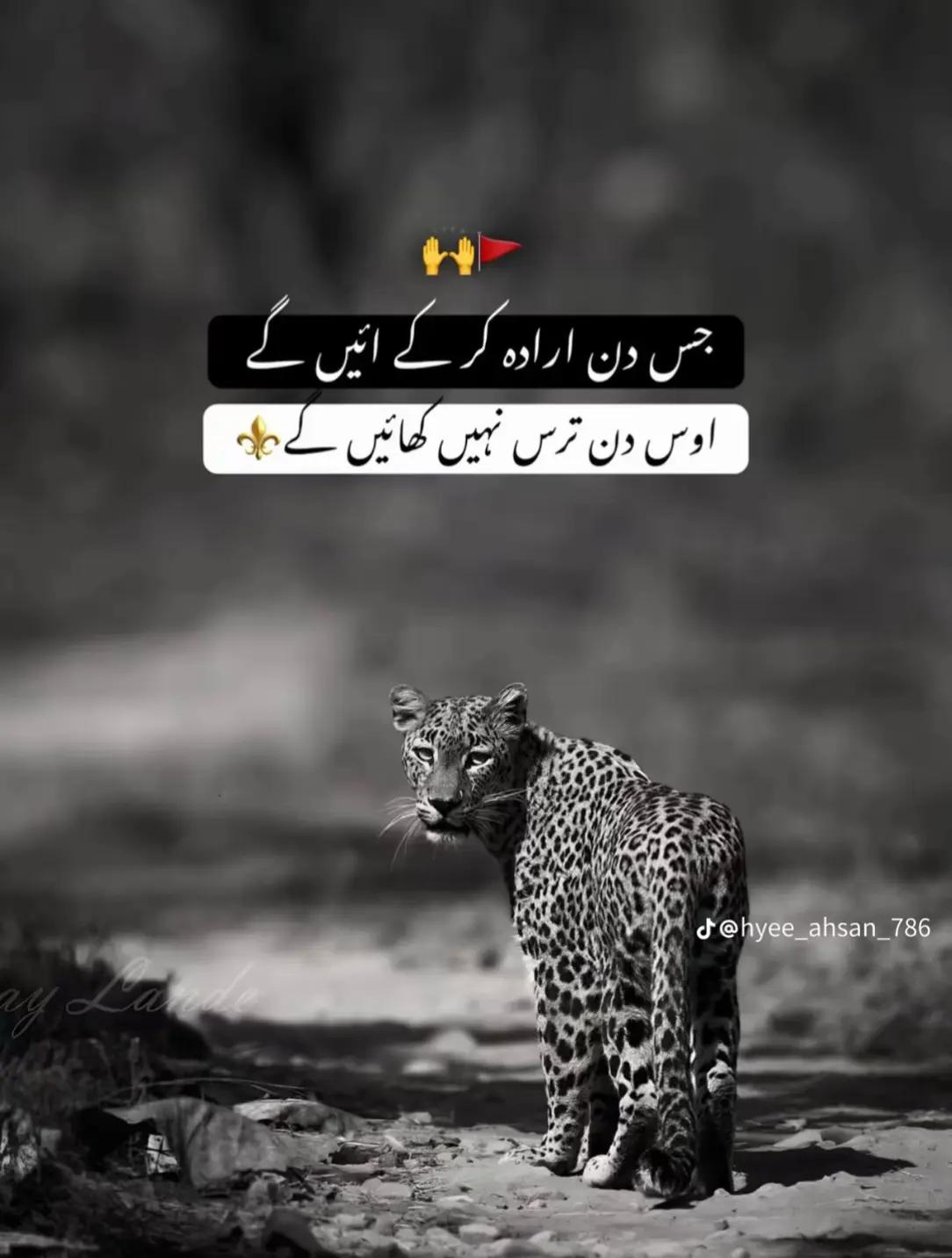 @Royal Ahtsham