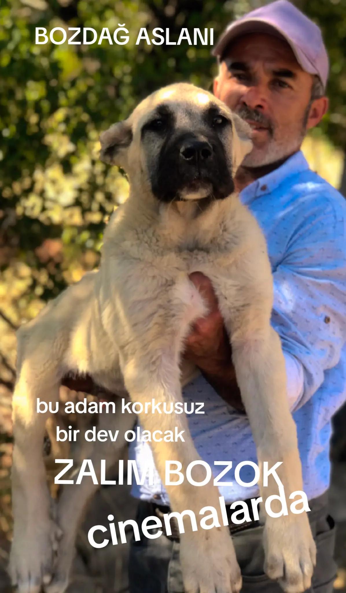 @Boz DAĞLI mmttnr Dev yarenleri