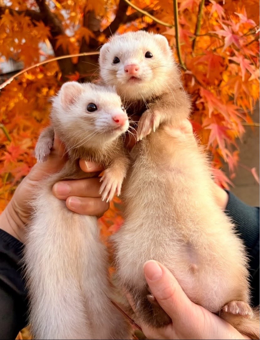 @Little star ferrets