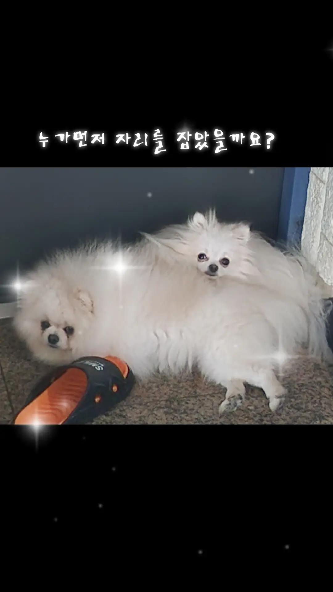 @두진이와두리 아빠