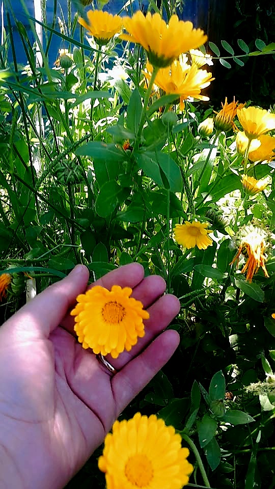 @🌷