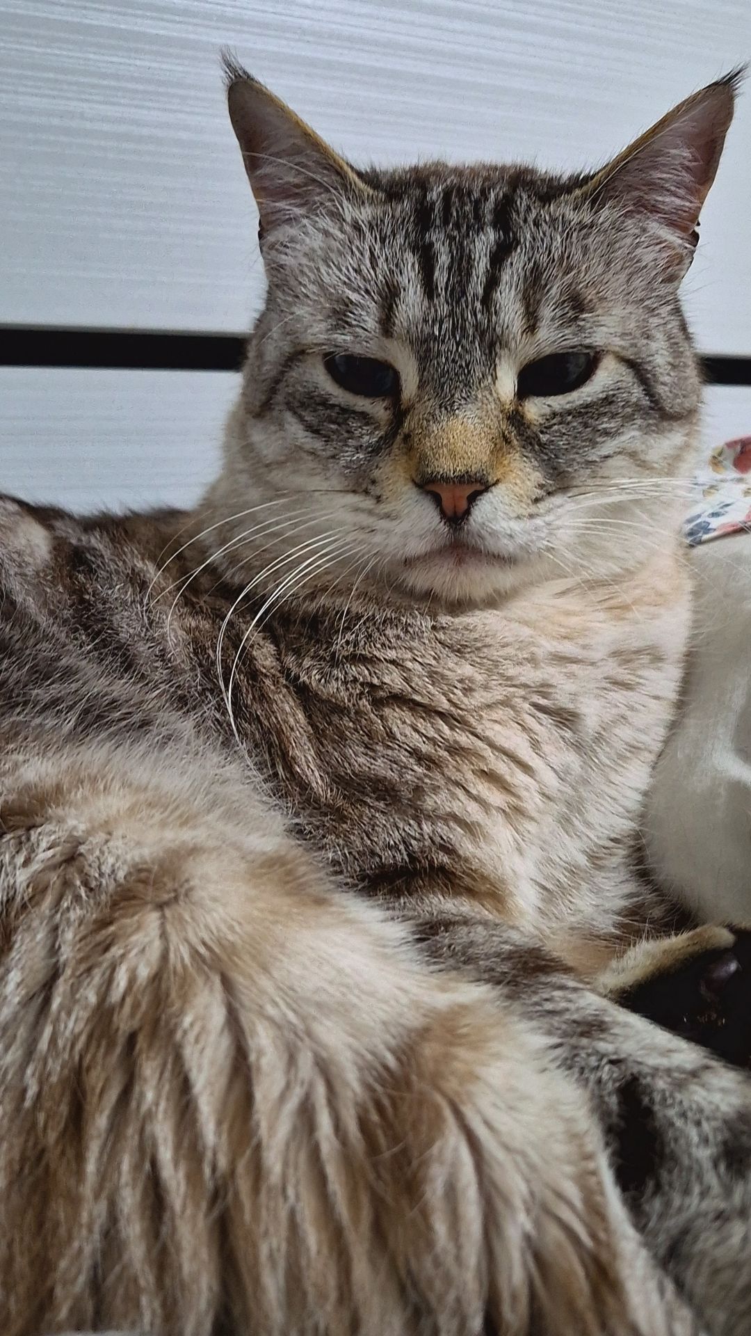 @wonderwoman Cats