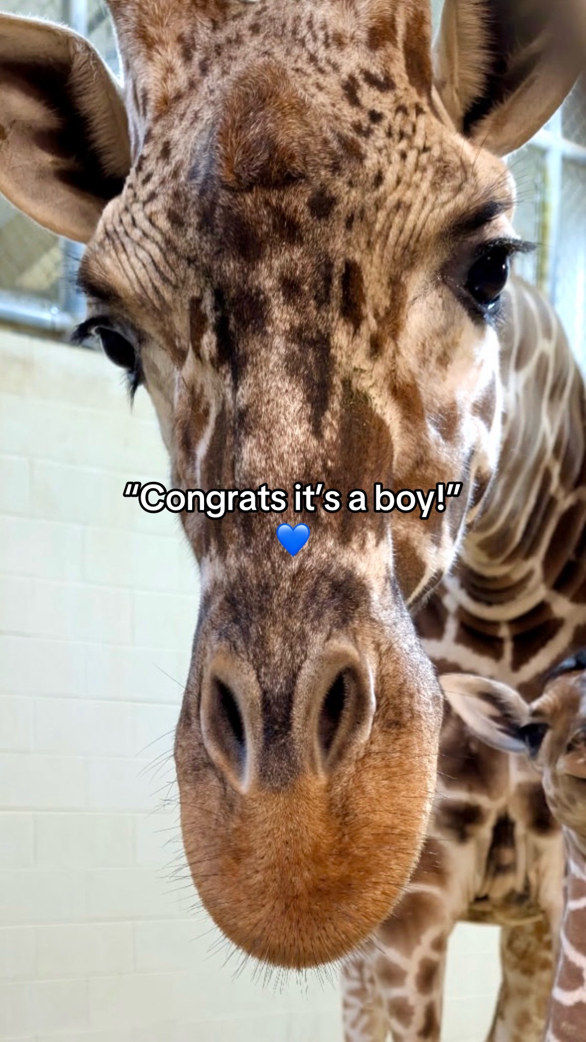 @The Toledo Zoo