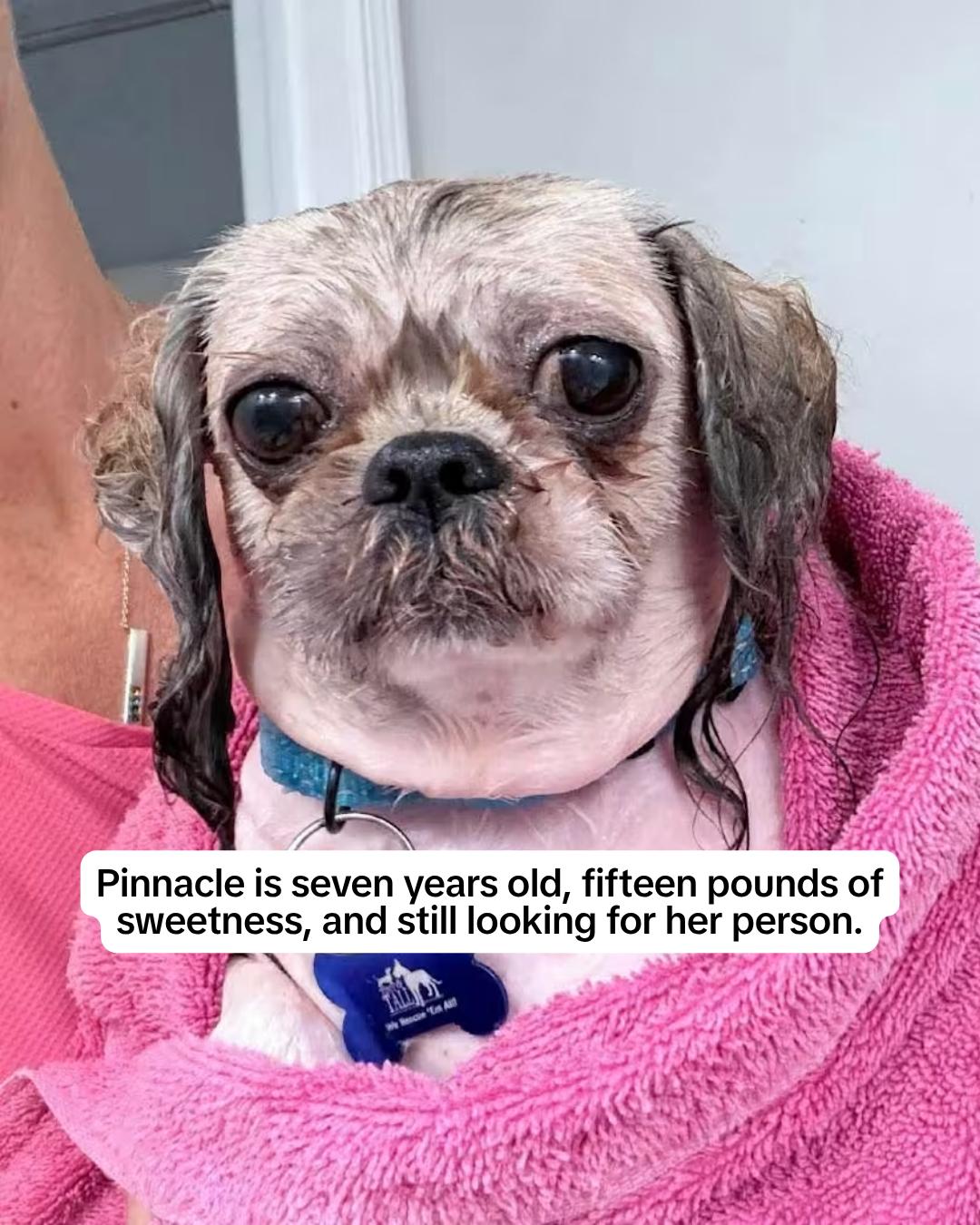 @Adopt a Pet