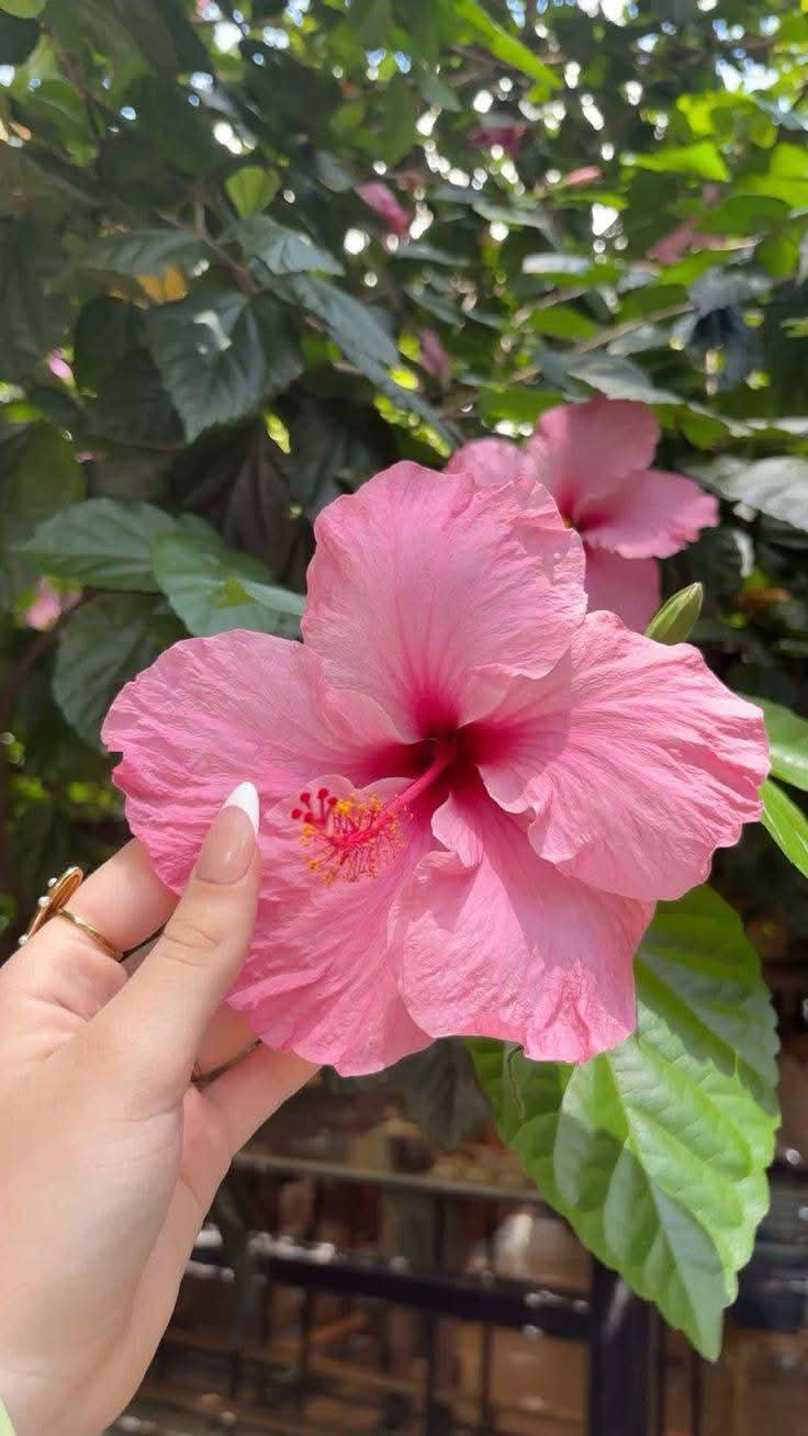 @🥀🥀রাইসা জাহান 🥀🥀