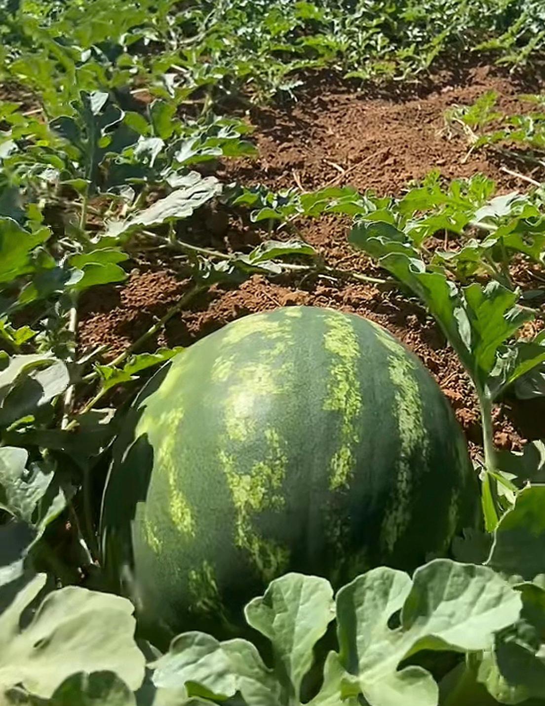 @Rainha da melancia 🍉