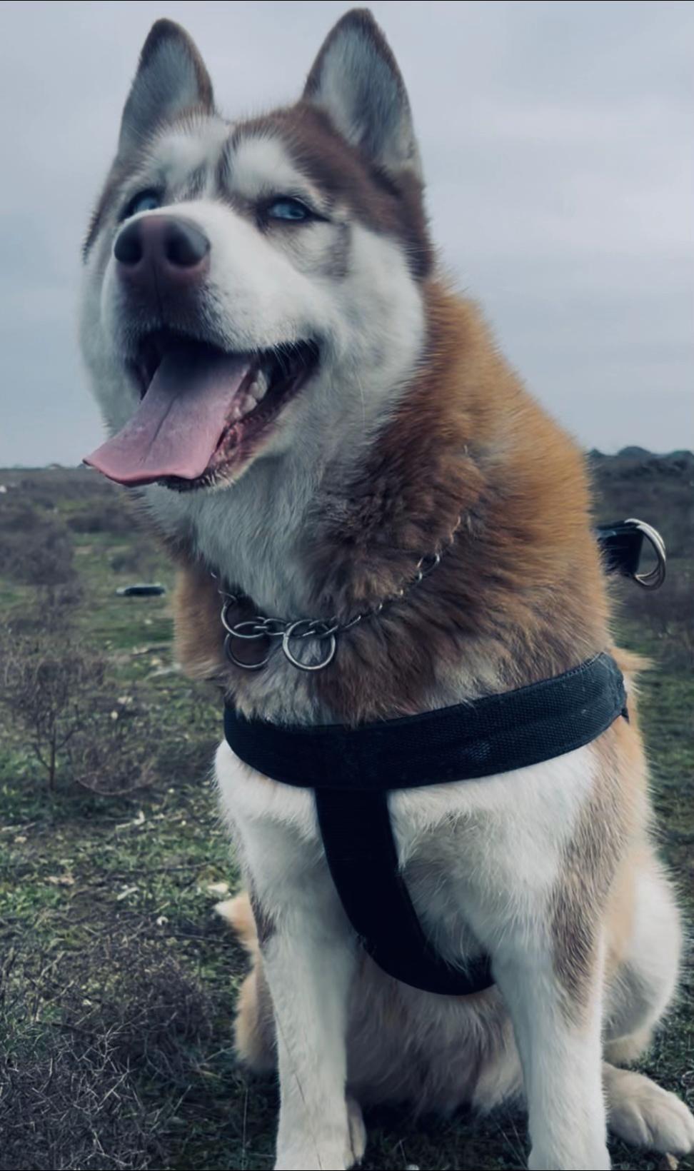 @lbella_Huskyy