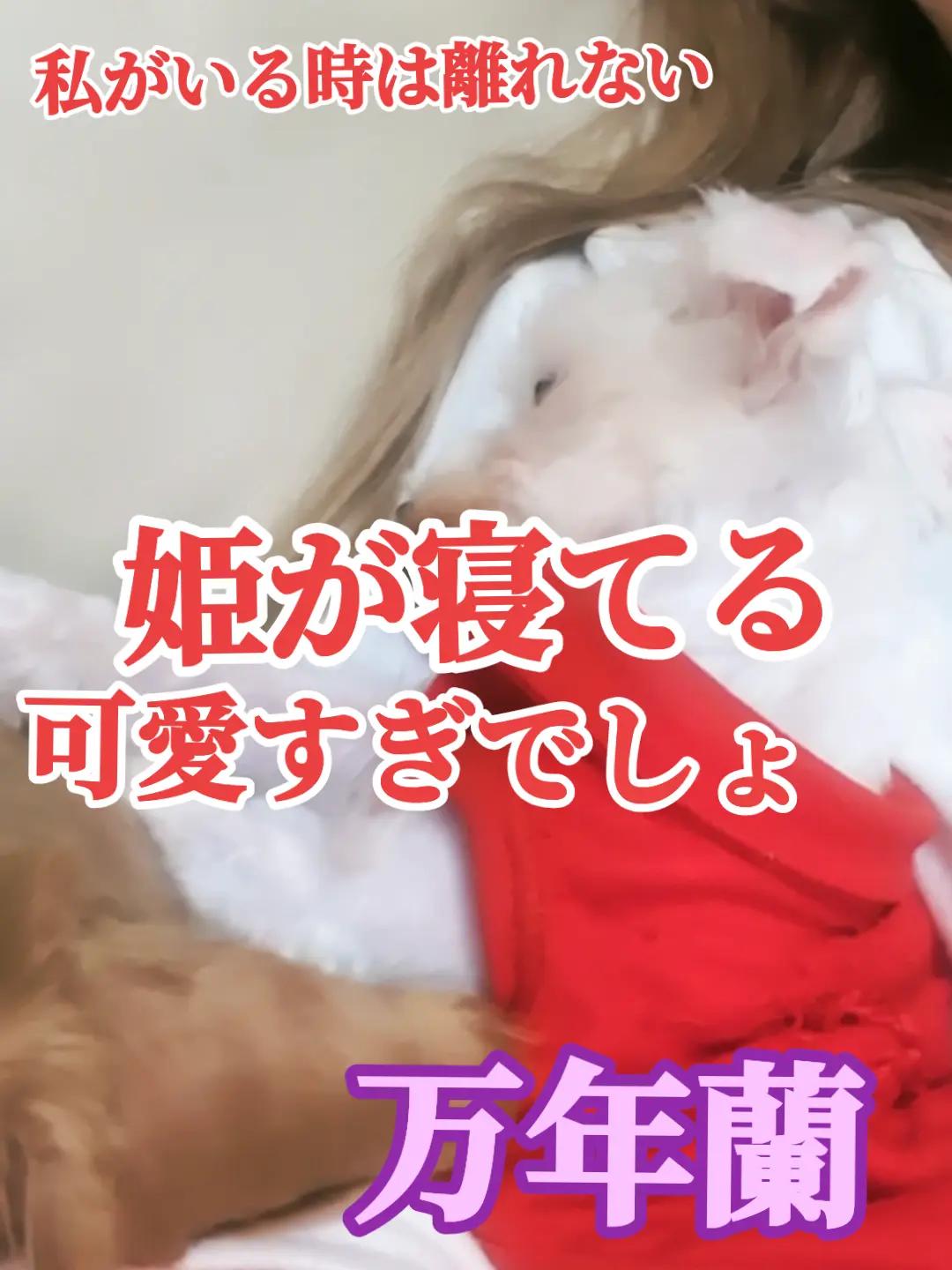 @®️万年蘭🎼︎🤍