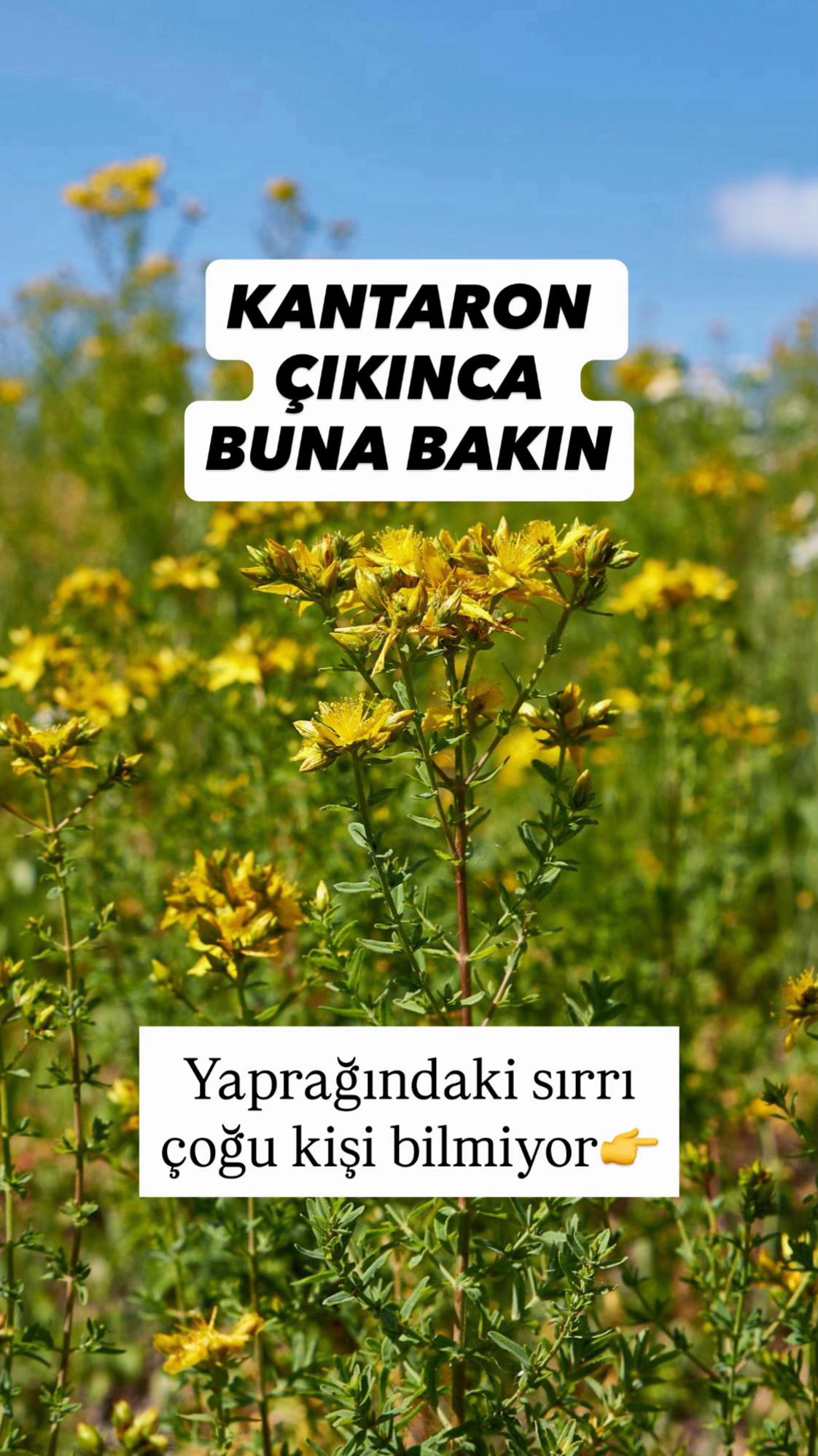 @Erdem &Ouml;ner