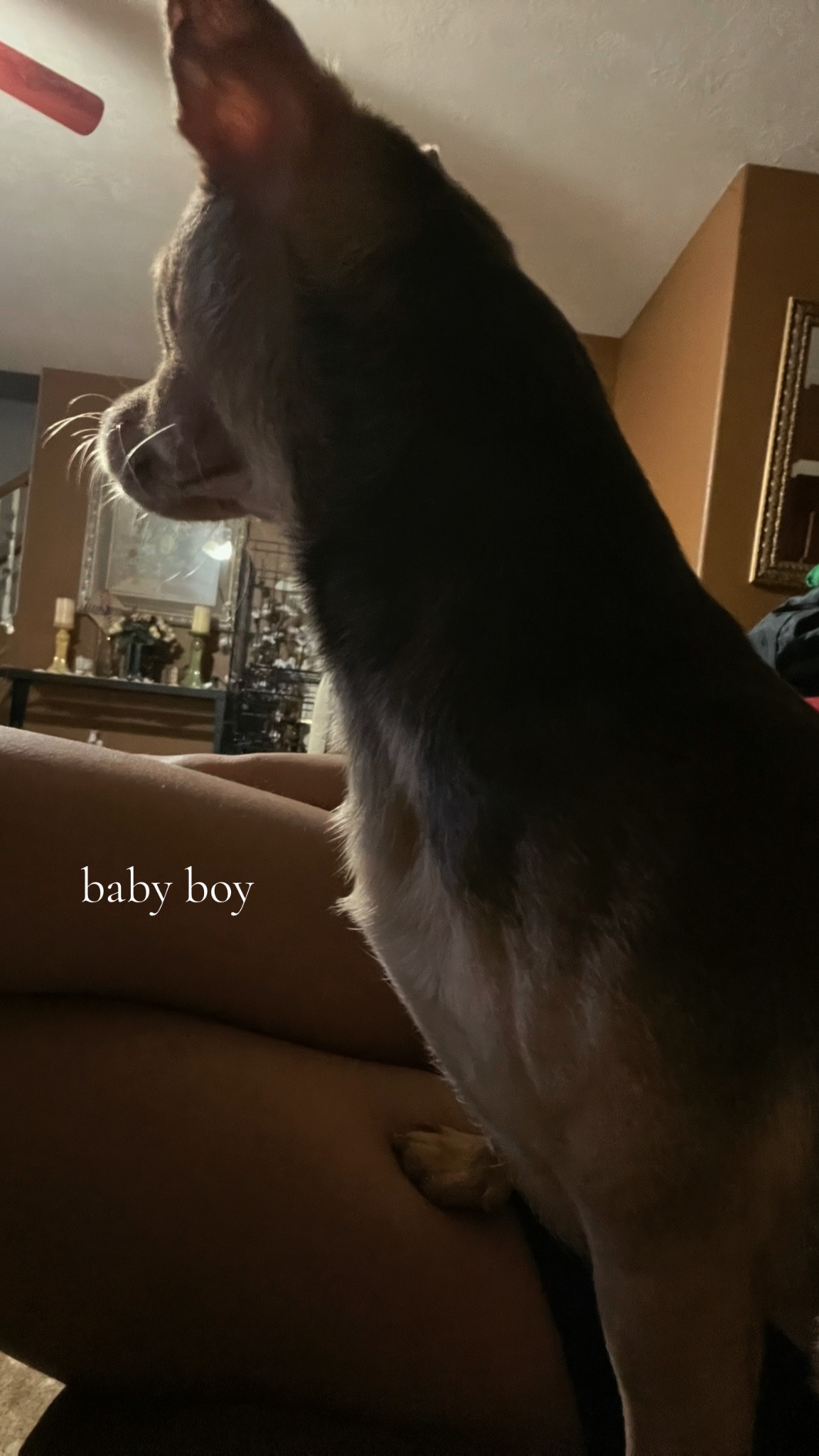 @𑣲⋆