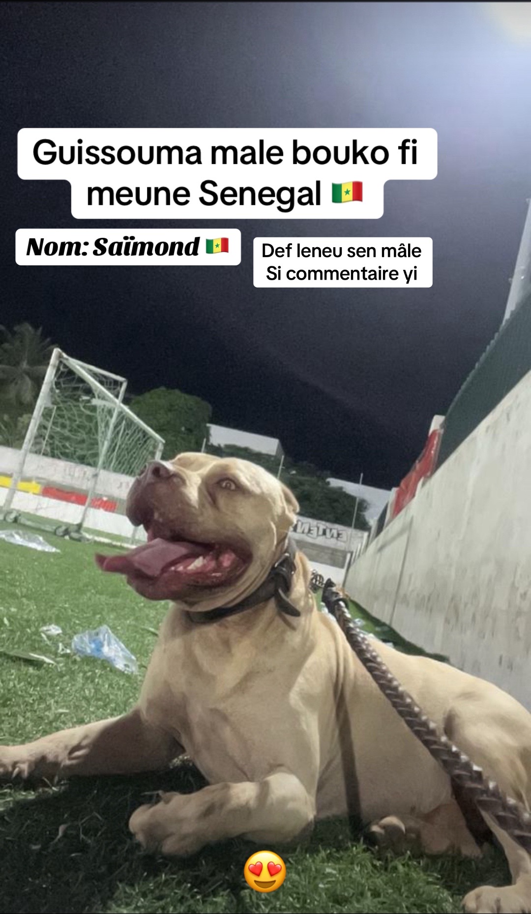 @Jummaux_dog🐶🐾 ✪