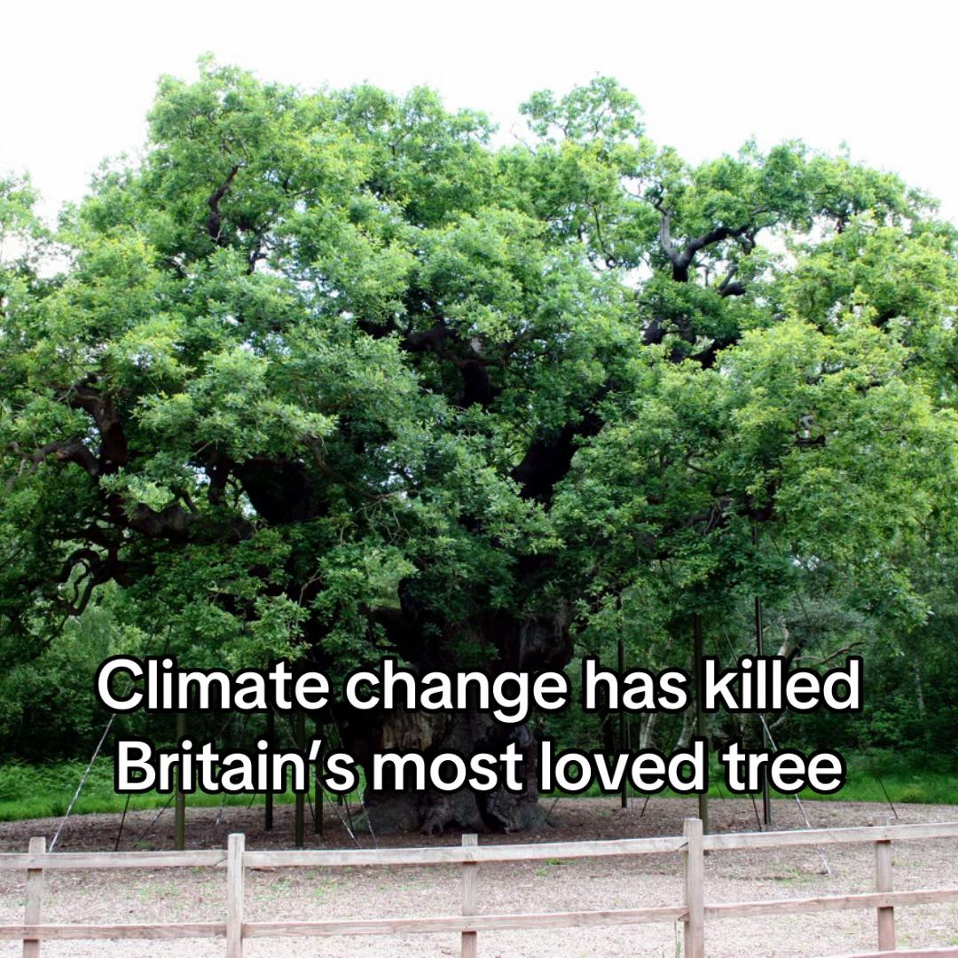 @Greenpeace UK